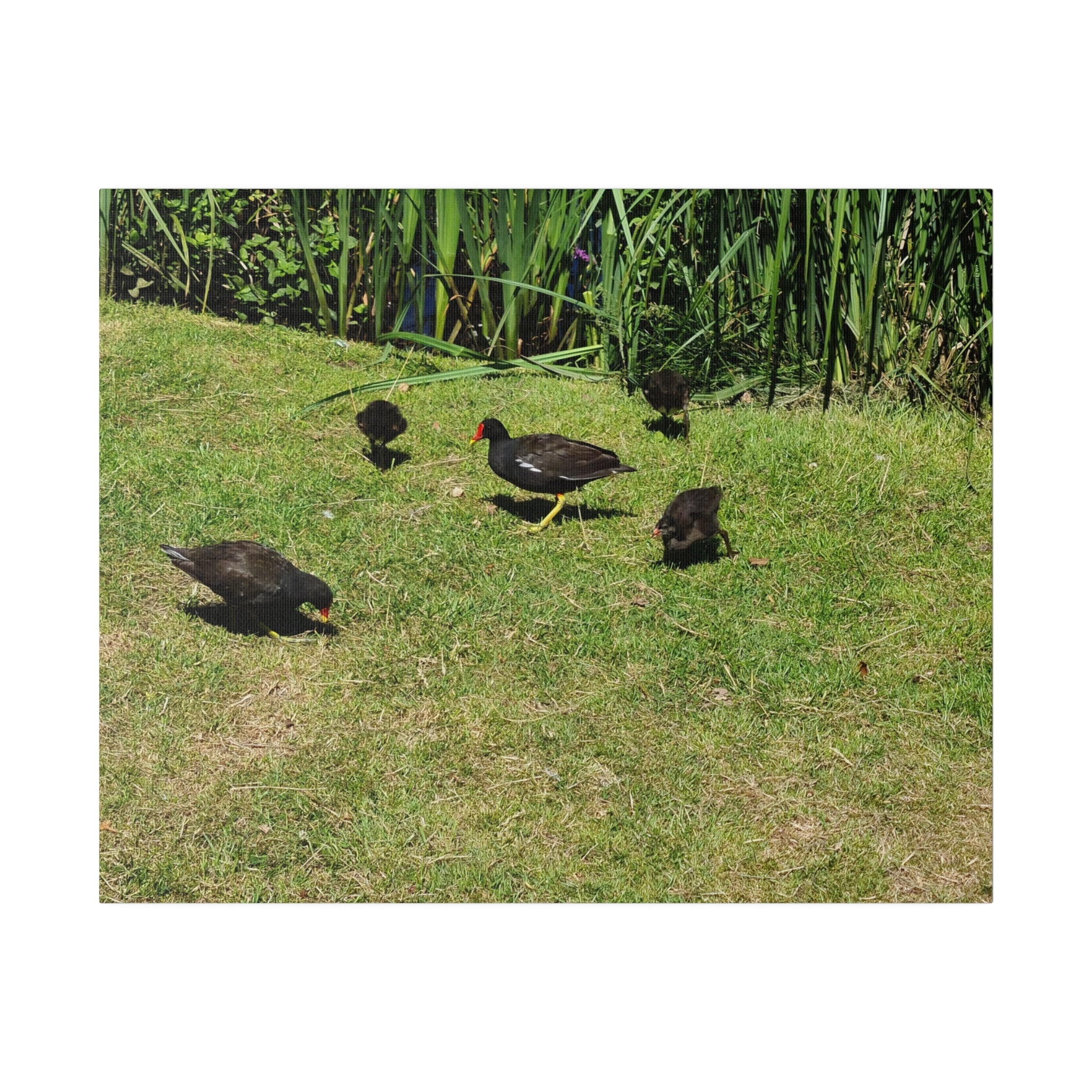 Baby Moorhen's And Their Parents Canvas - The Trio Synergize Group