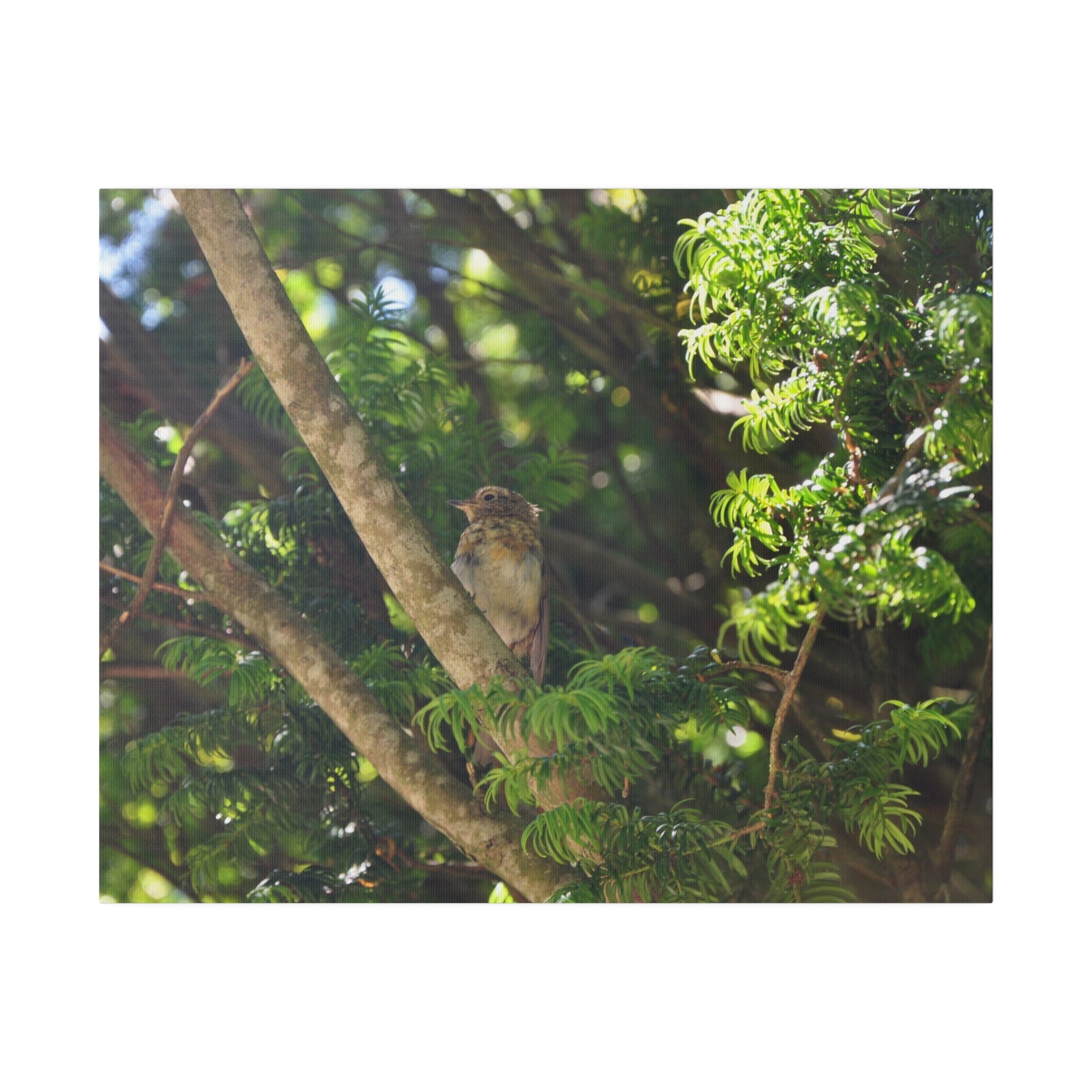 Baby Robin Looking To The Left, Sitting On A Branch - Canvas - The Trio Synergize Group