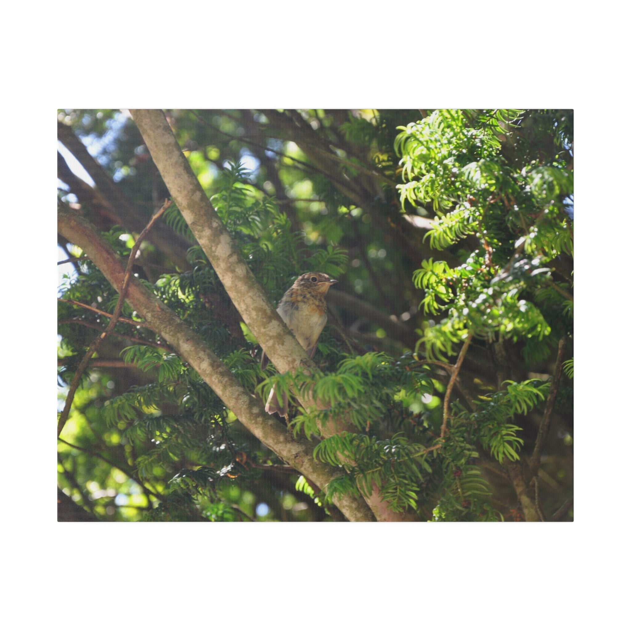 Baby Robin Sitting On A Branch - Canvas - The Trio Synergize Group