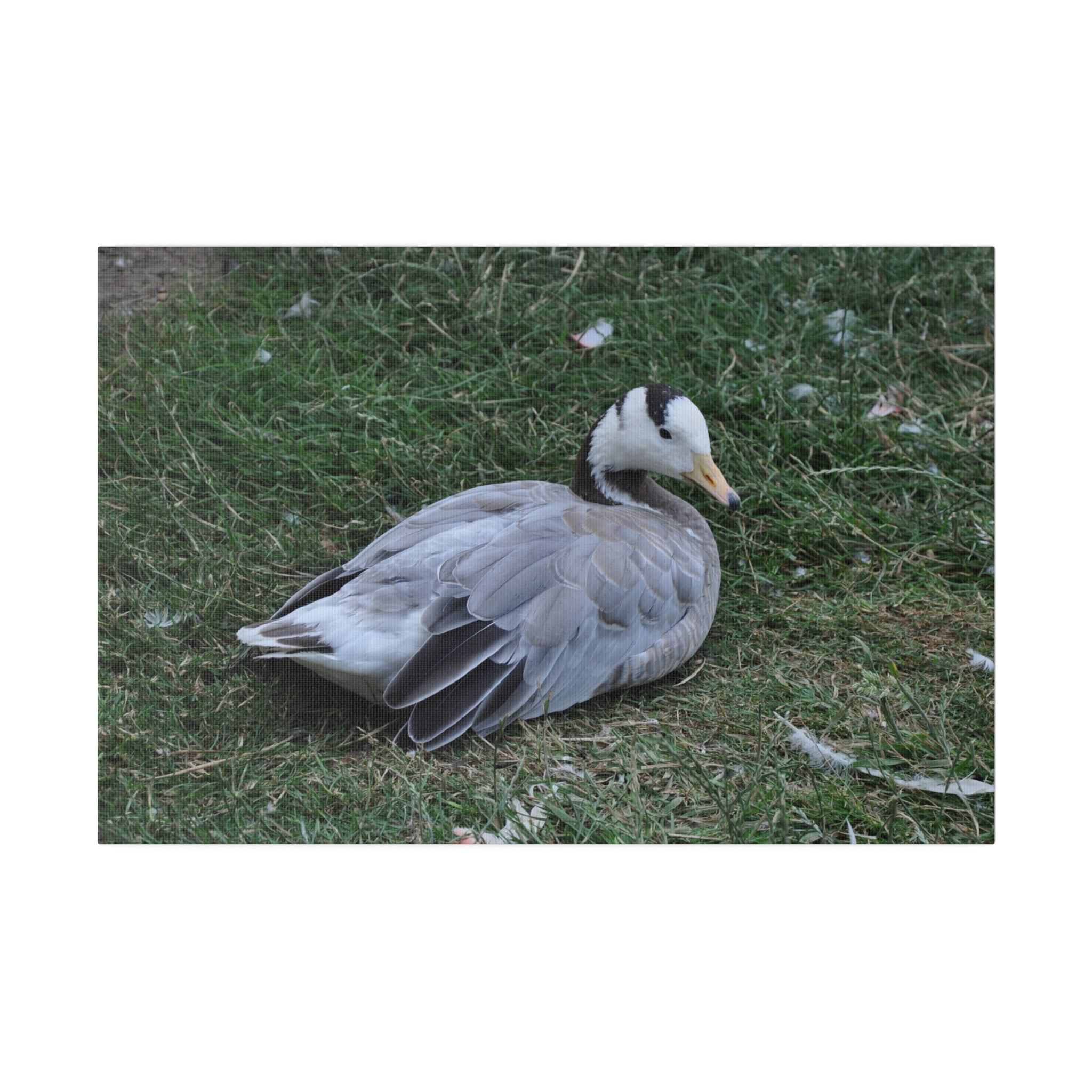 Bar-Headed Goose - Canvas Print - The Trio Synergize Group