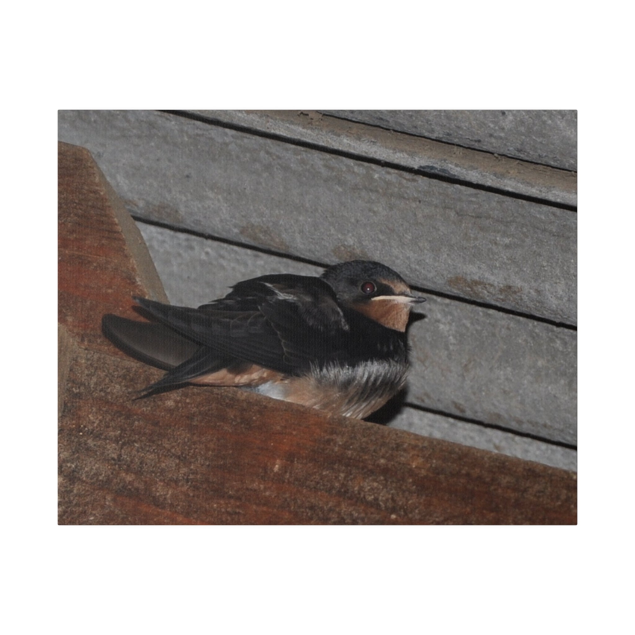 Barn Swallow Looking Right Sitting Canvas - The Trio Synergize Group