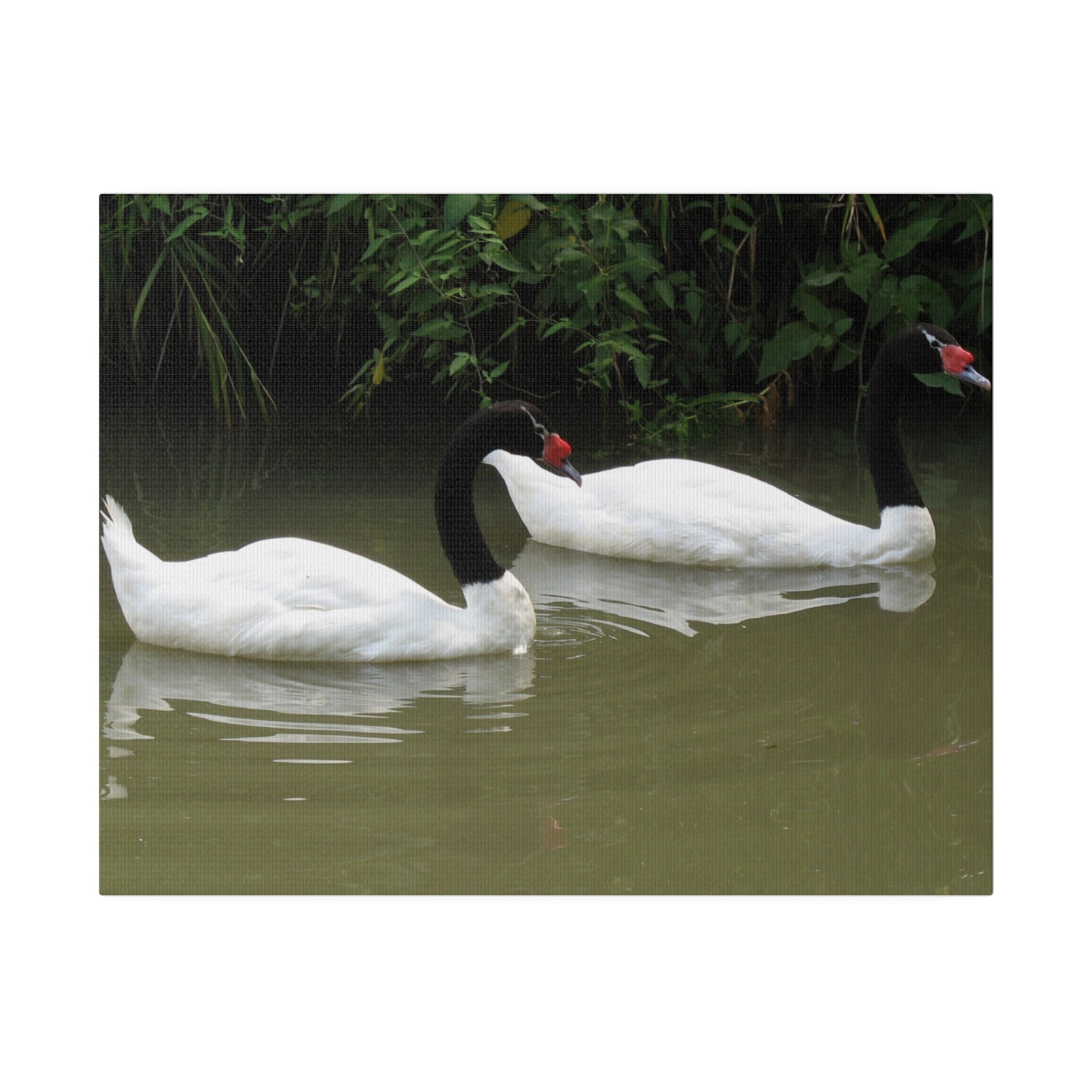 Two Black-Necked Swans On A Pond Canvas - The Trio Synergize Group