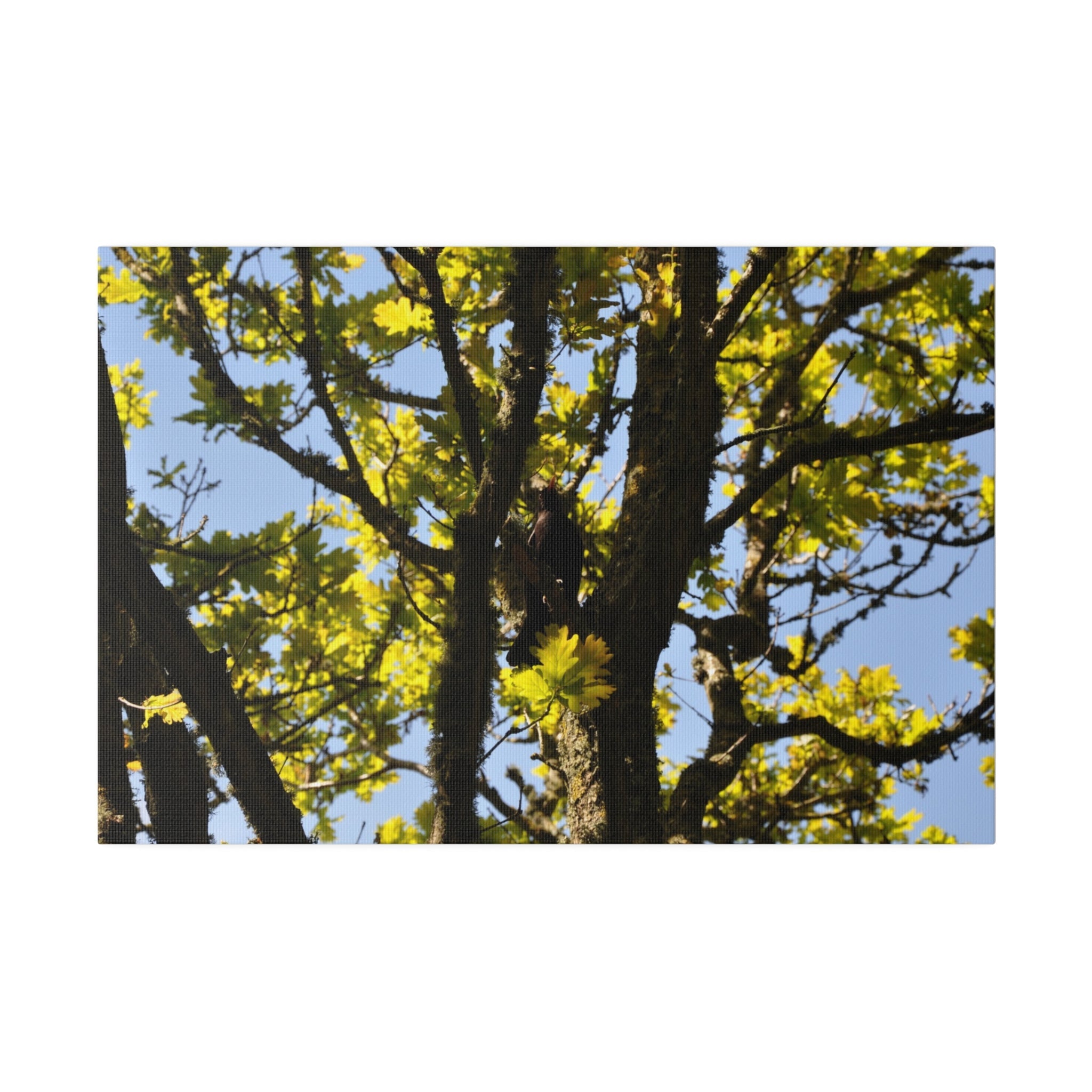 Blackbird In The Trees With Sky Background Canvas - The Trio Synergize Group