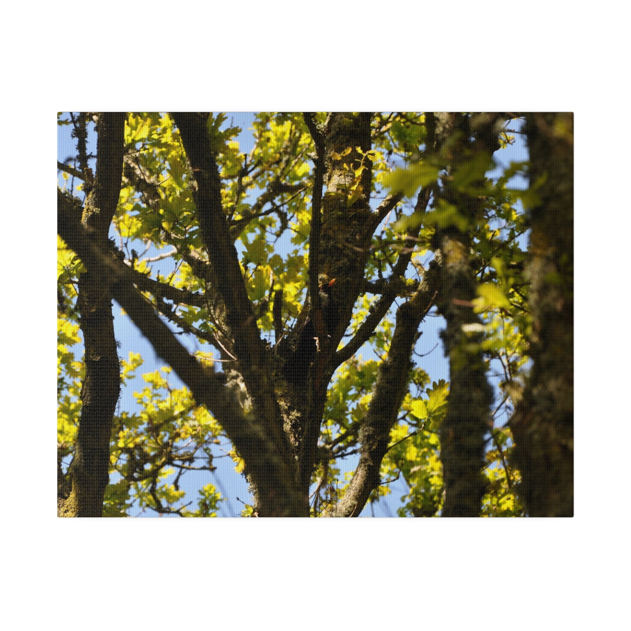 Blackbird In The Trees Canvas Print - The Trio Synergize Group