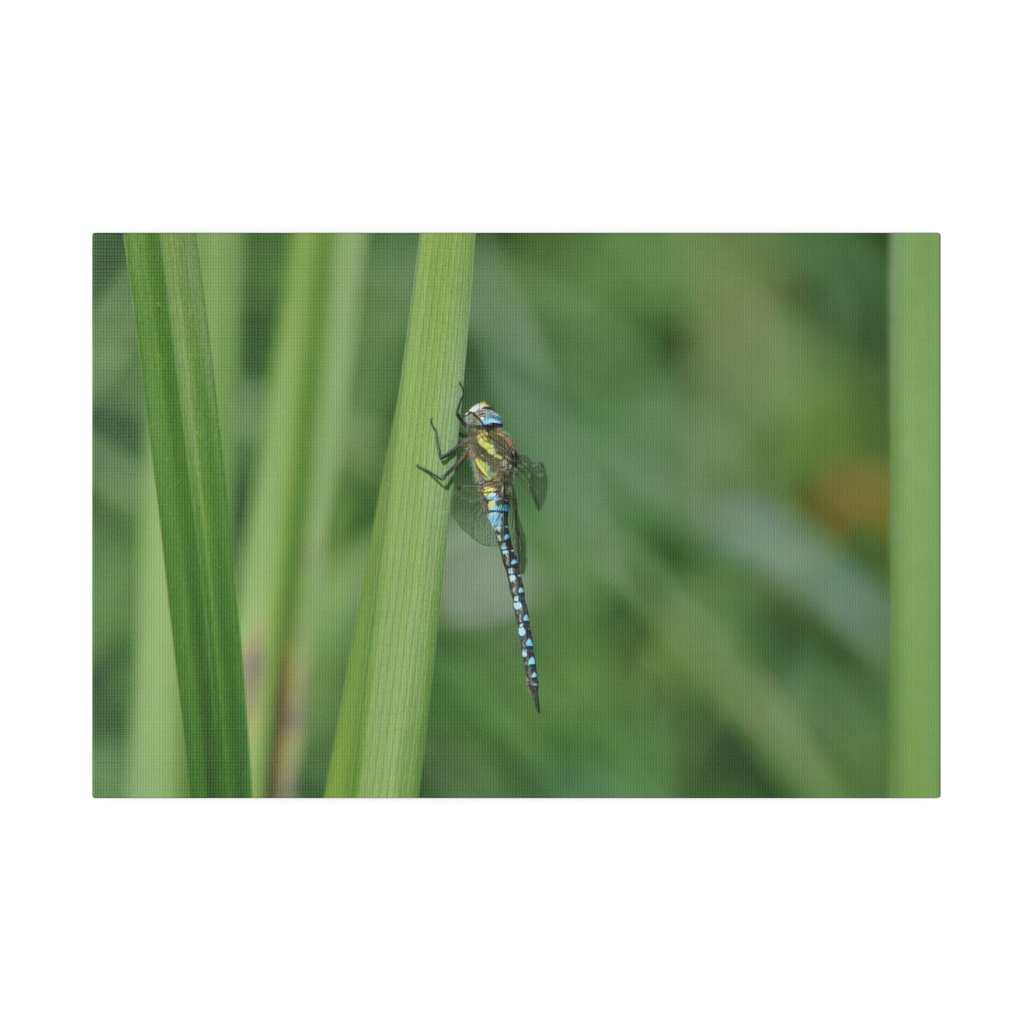 Blue Dragonfly Resting On Reeds Side View Canvas - The Trio Synergize Group