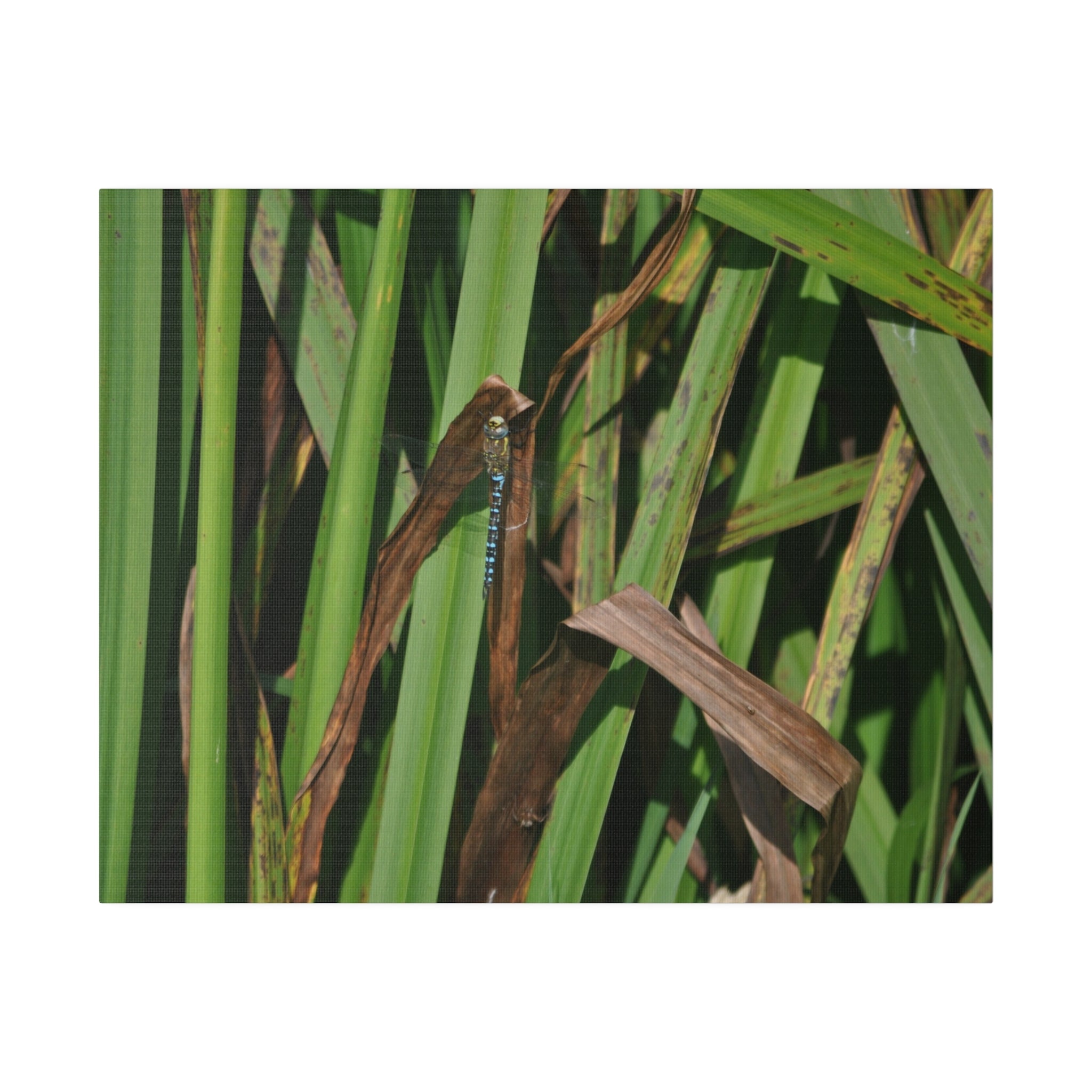 Blue Dragonfly Resting On A Dead Reed Canvas - The Trio Synergize Group