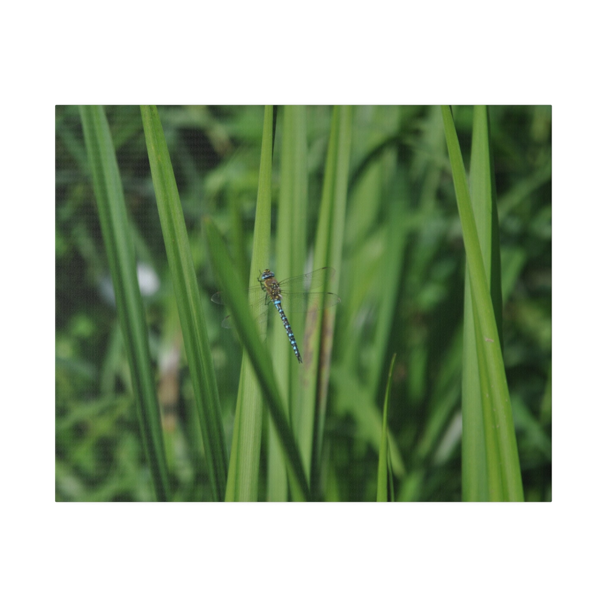 Dragonfly Resting On Reeds With Blurred Background Canvas - The Trio Synergize Group