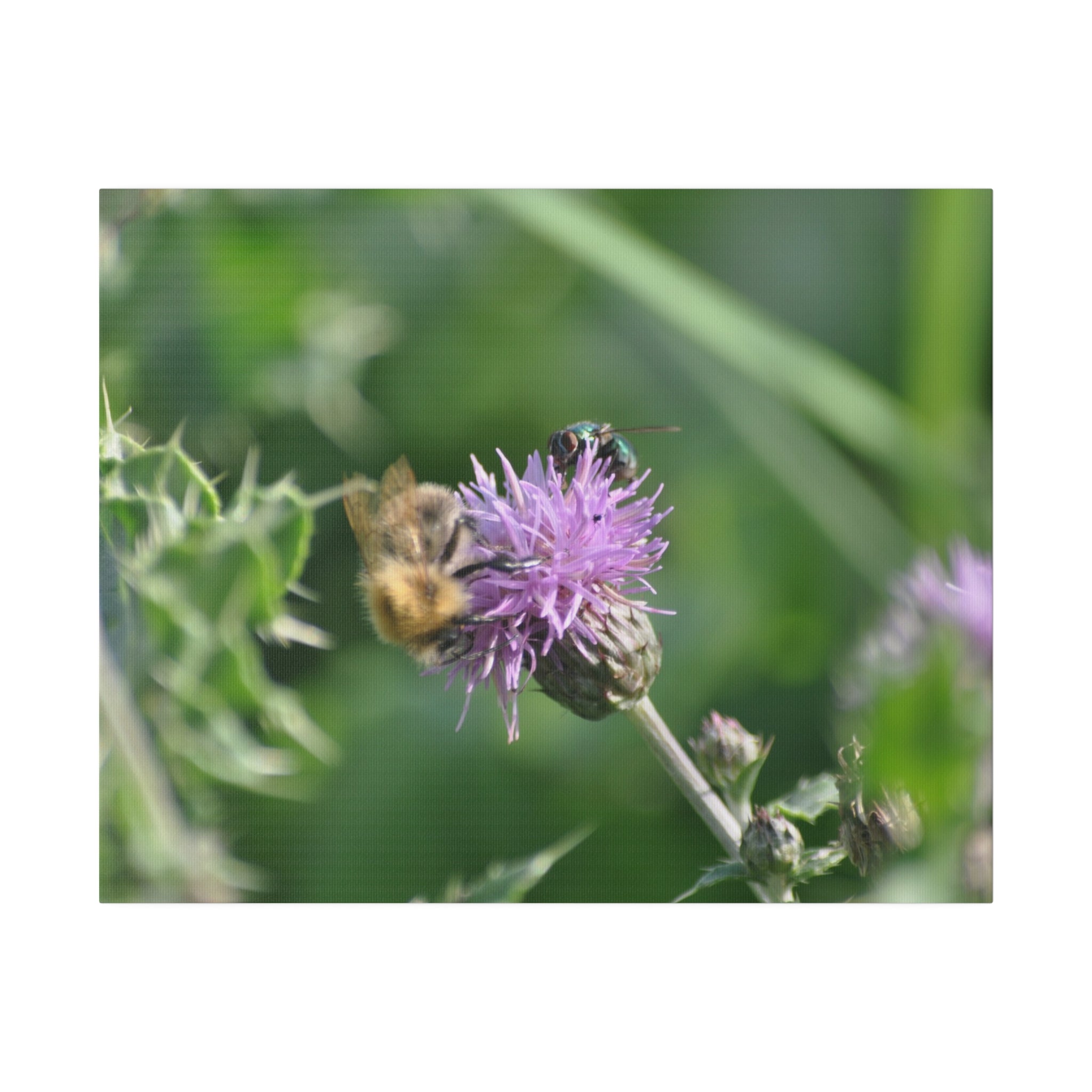 Bumblebee And Fly On A Flower Canvas - The Trio Synergize Group