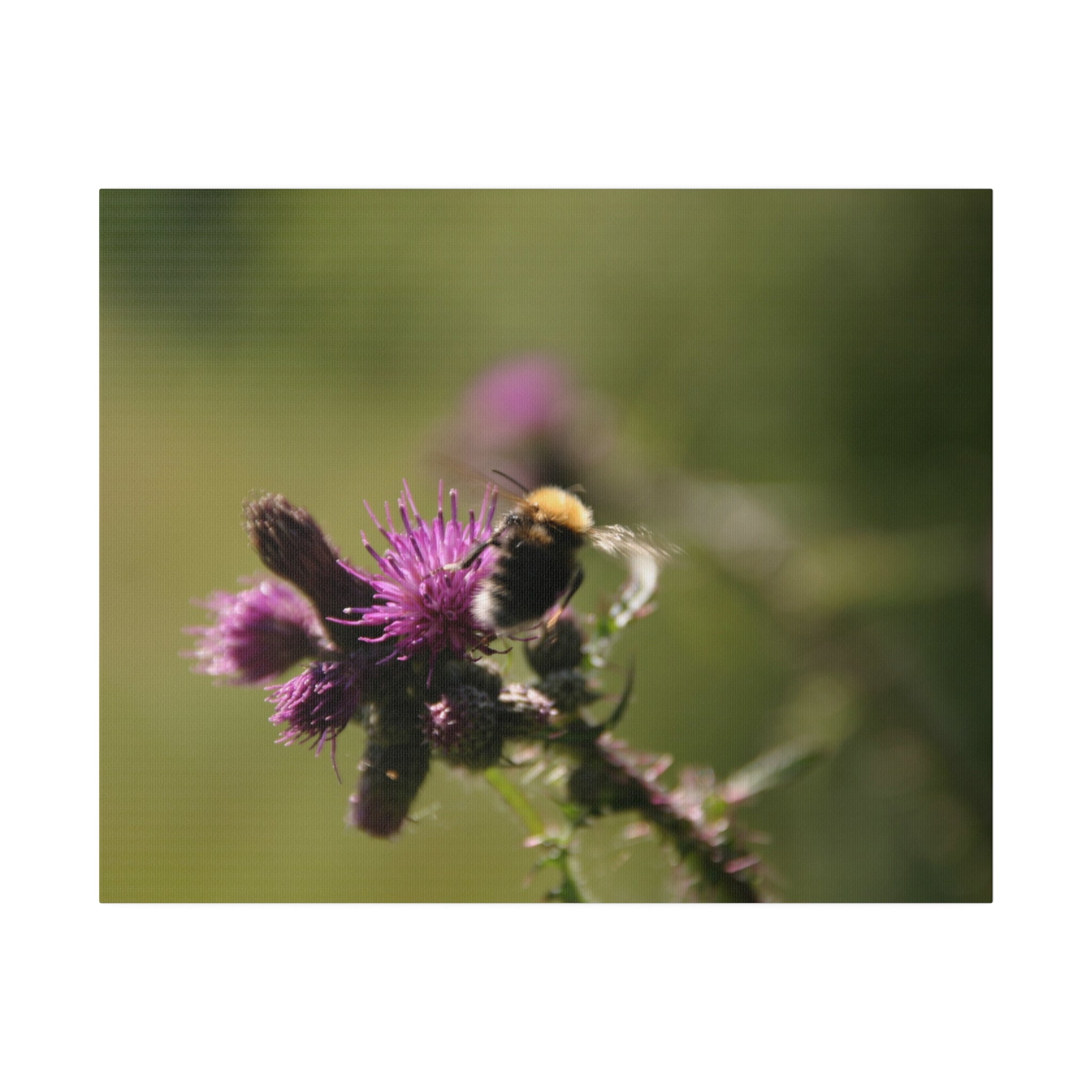 Bumblebee Thistle Canvas Print - The Trio Synergize Group