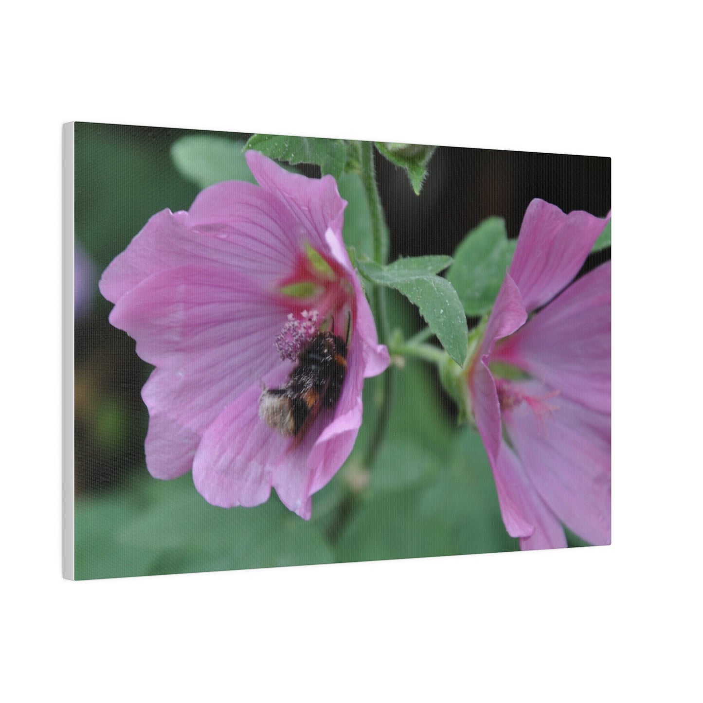Bumblebee On A Flower, Matte Canvas, Stretched, 0.75" - The Trio Synergize Group