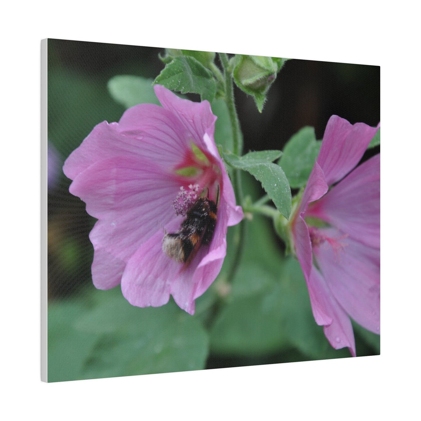 Bumblebee On A Flower, Matte Canvas, Stretched, 0.75" - The Trio Synergize Group