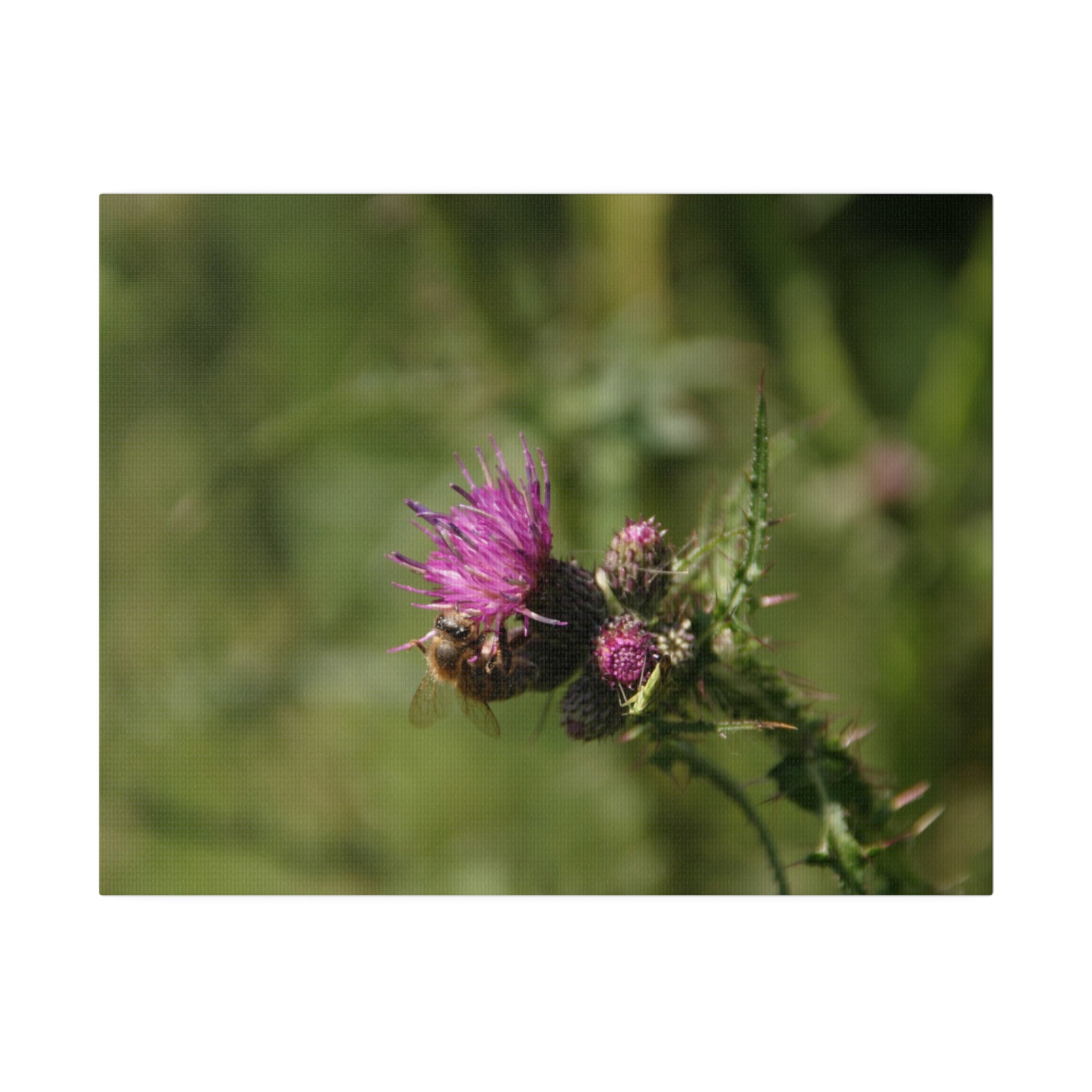 Bumblebee On A Purple Thistle Front View Canvas - The Trio Synergize Group