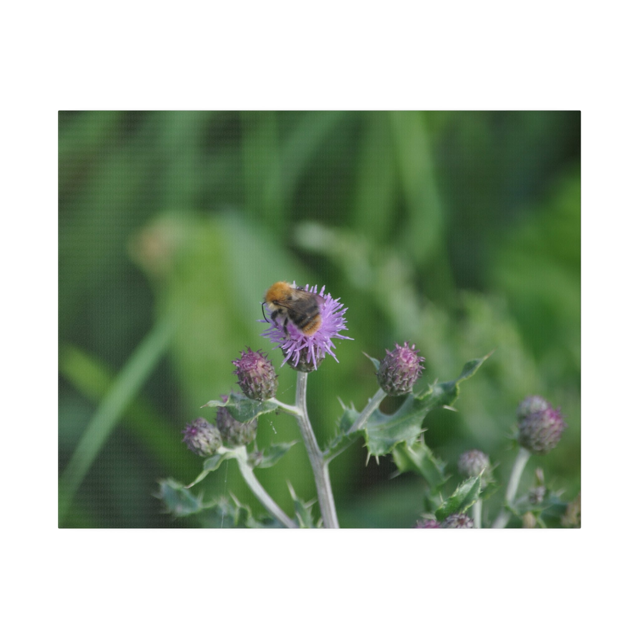 Bumblebee On Purple Thistle Canvas - The Trio Synergize Group