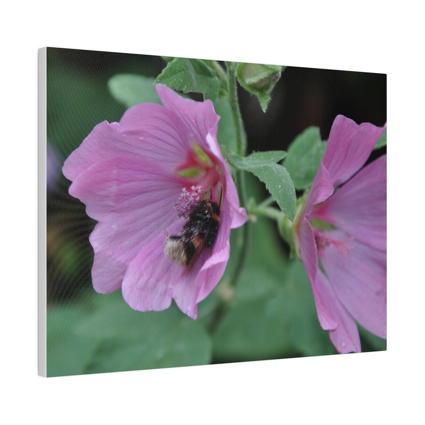 Bumblebee On A Flower, Matte Canvas, Stretched, 0.75" - The Trio Synergize Group
