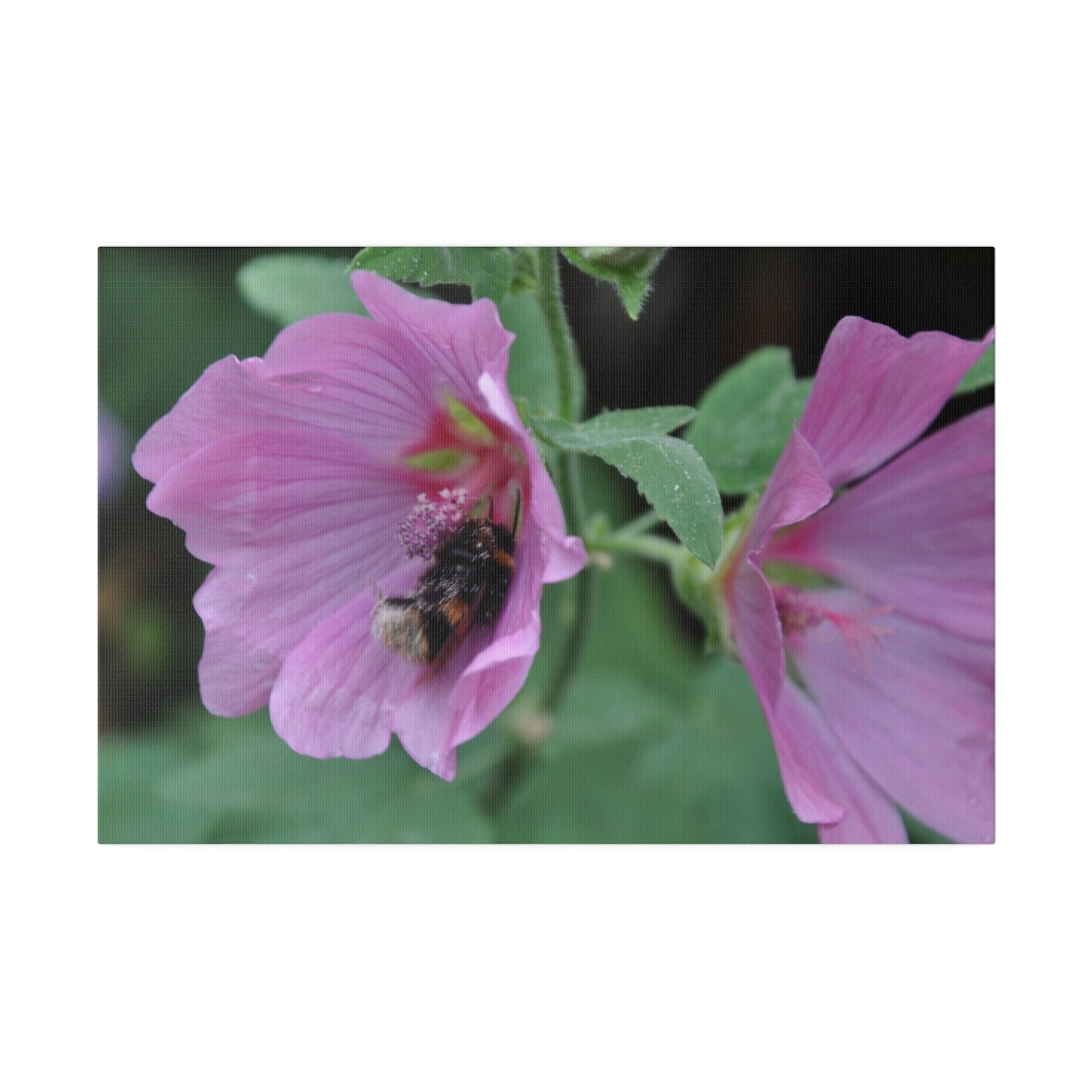 Bumblebee On A Flower, Matte Canvas, Stretched, 0.75" - The Trio Synergize Group
