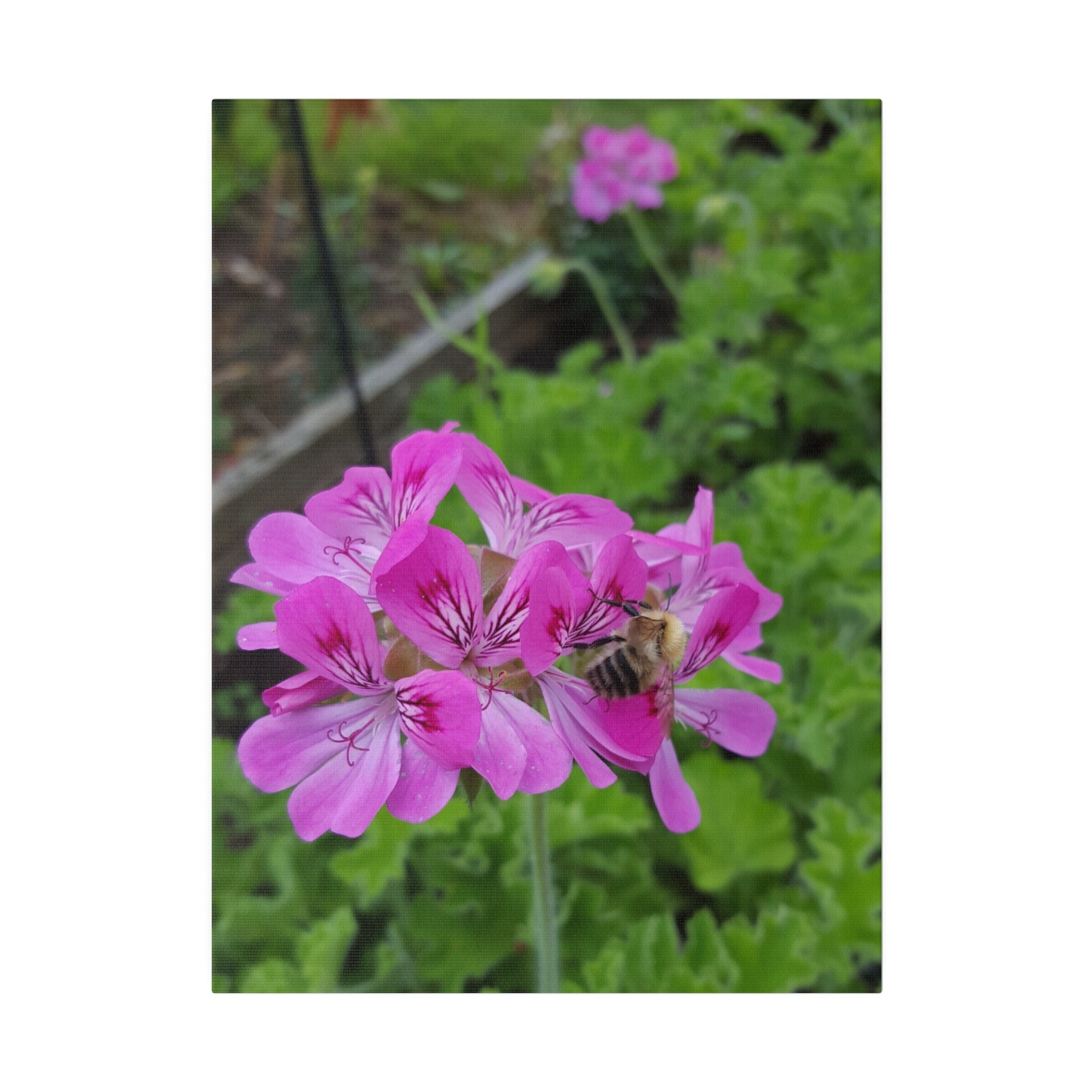 Bumblebee On Pink Carbeth Canvas - The Trio Synergize Group