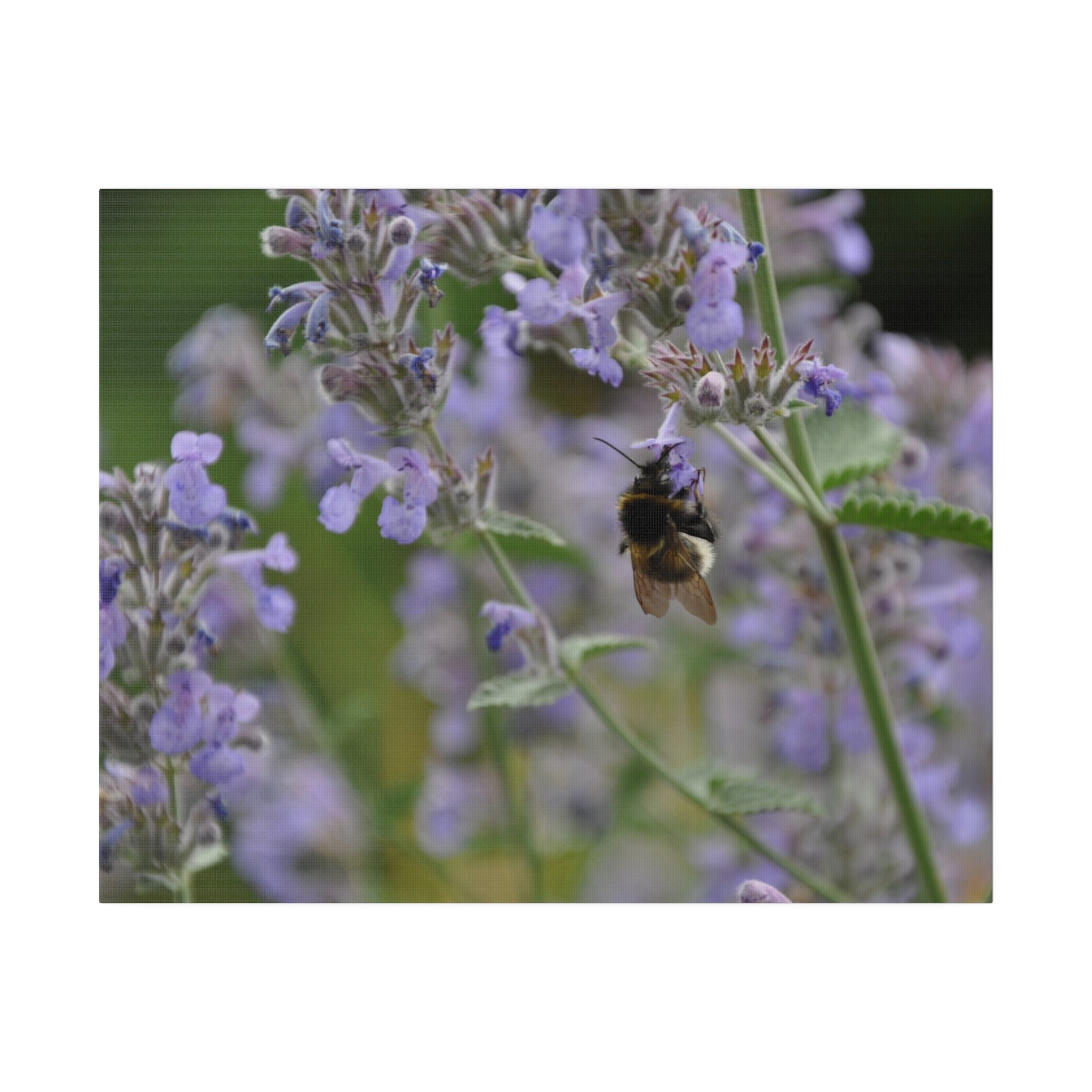 Bumbling Bee Hangs On, Purple Clematis Canvas - The Trio Synergize Group