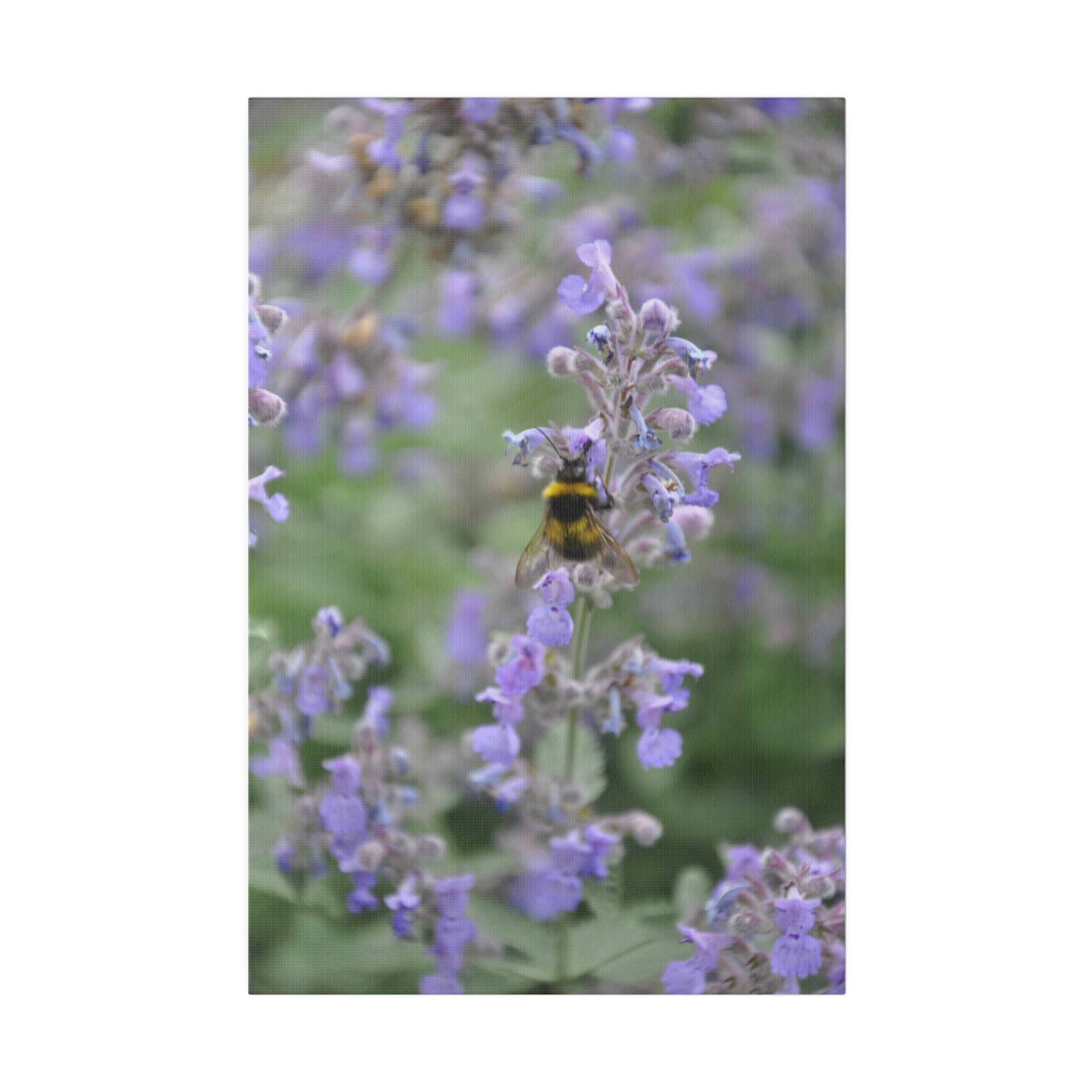 Bumblebee On Purple Clematis With Blurred Background Canvas - The Trio Synergize Group