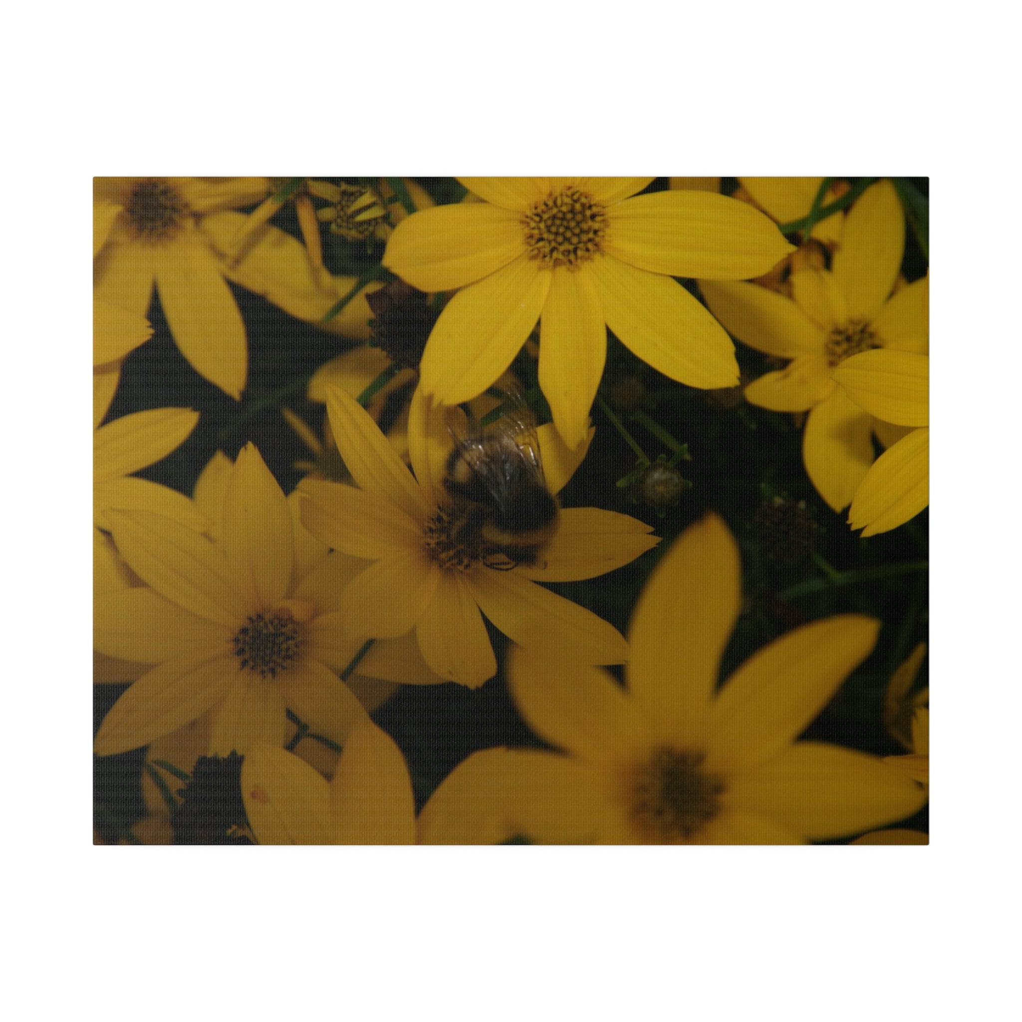 Bumblebee Yellow Coreopsis Canvas - Buzzing Beauty! - The Trio Synergize Group
