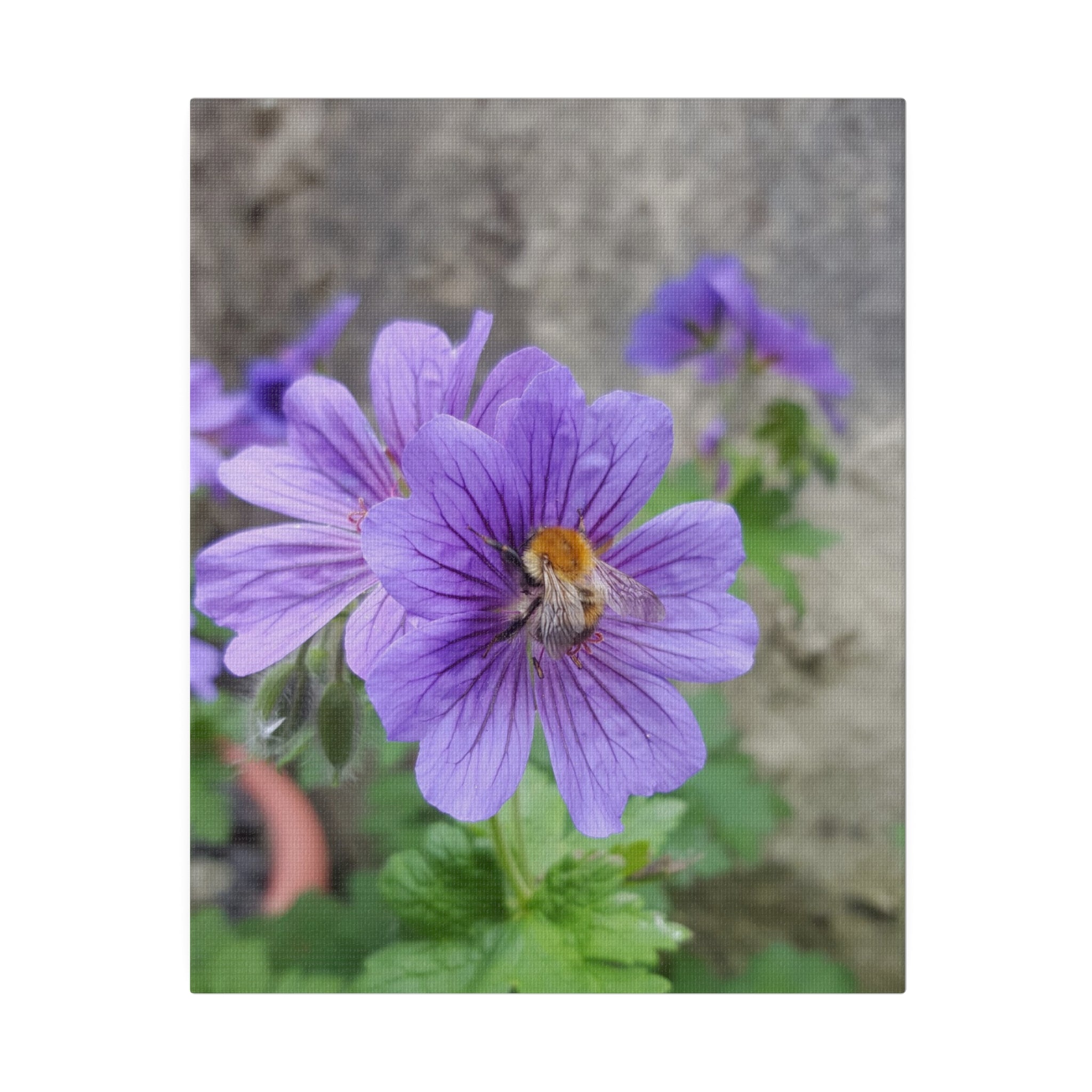 Bumblebee on Purple Cranesbill Canvas - The Trio Synergize Group