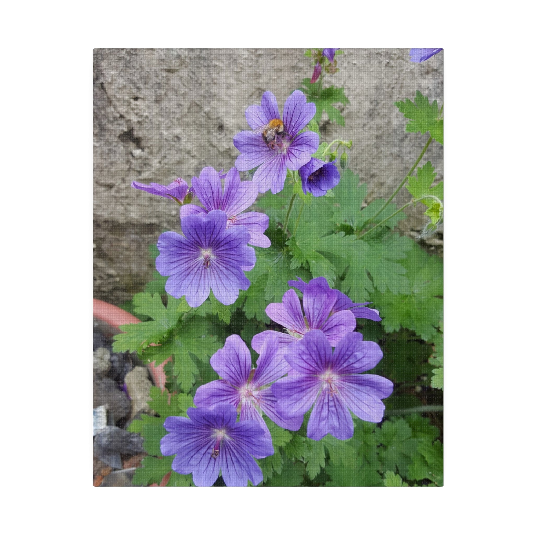 Bumblebee And Cluster Of Purple Cranesbill's Canvas - The Trio Synergize Group