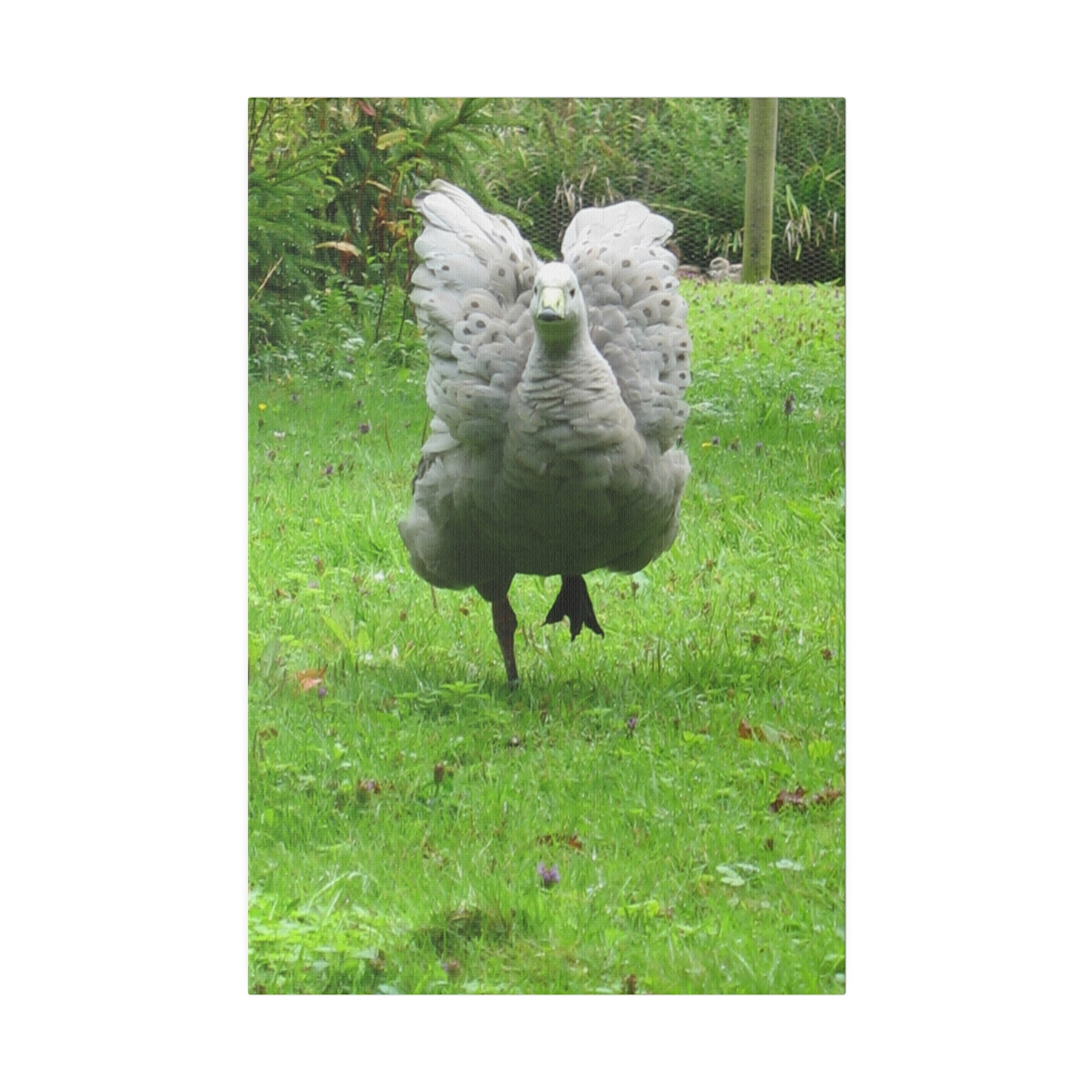 Cape Barren Goose, Showing Feathers Canvas - The Trio Synergize Group