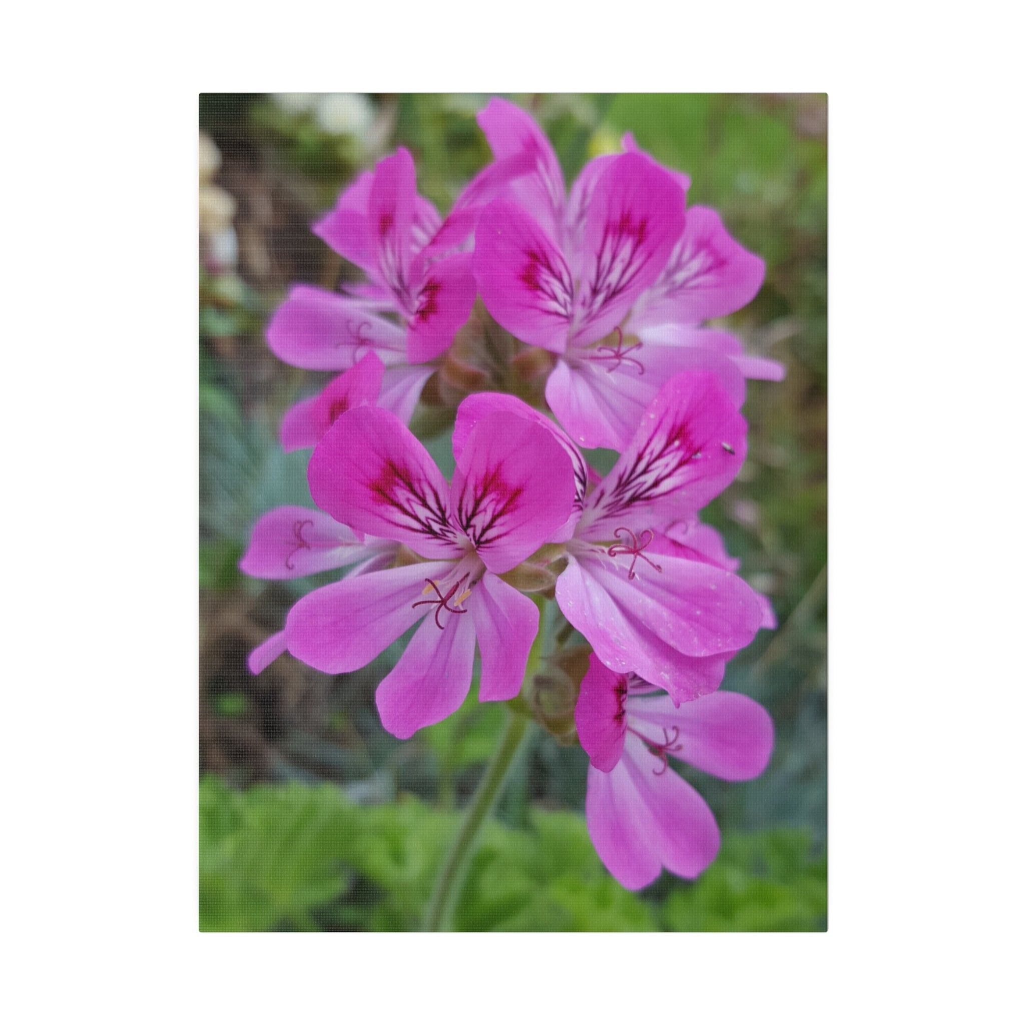 Cluster Of Pink Carbeth Flowers Close Up Canvas - The Trio Synergize Group