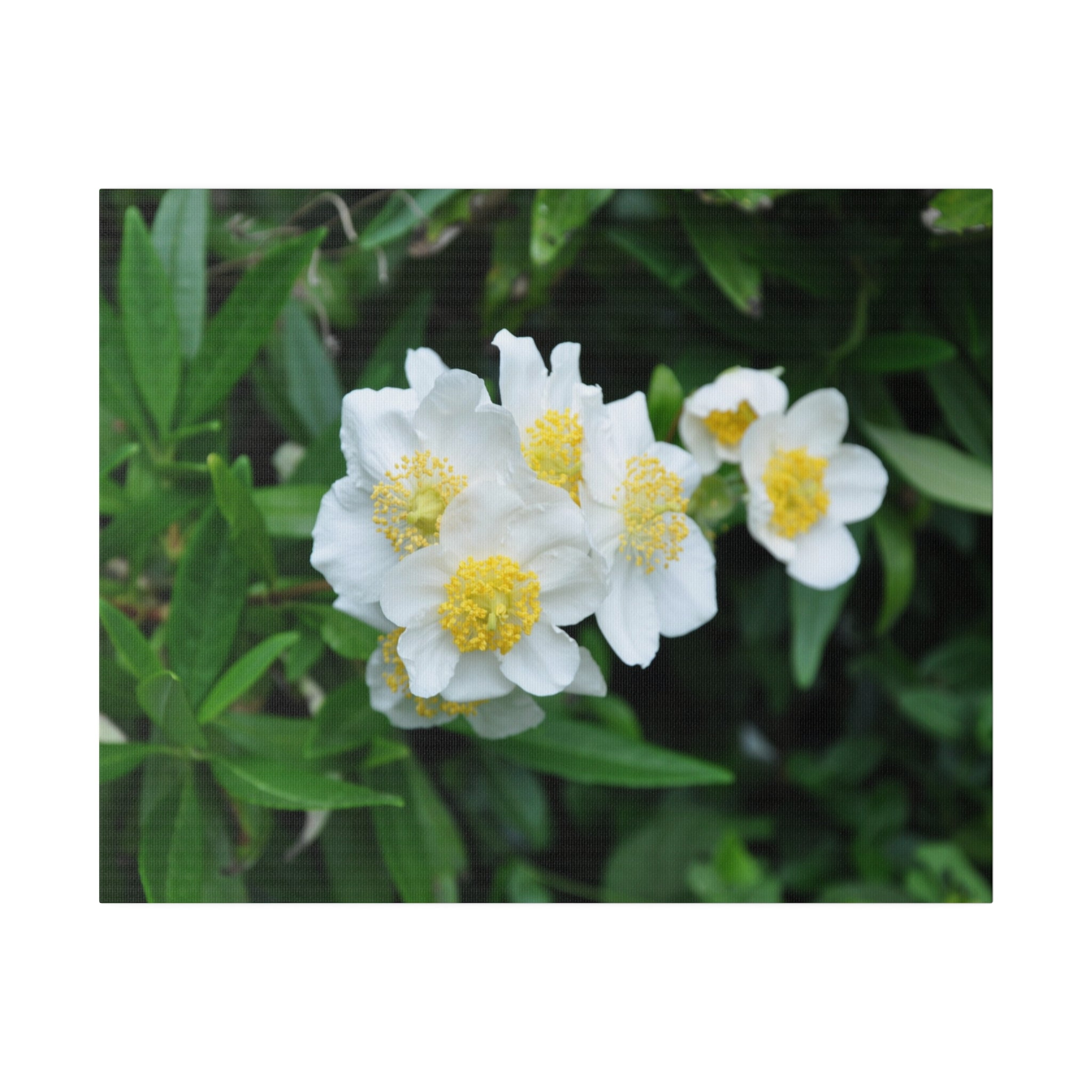 Californica Cluster: White Flower Canvas Fun! - The Trio Synergize Group