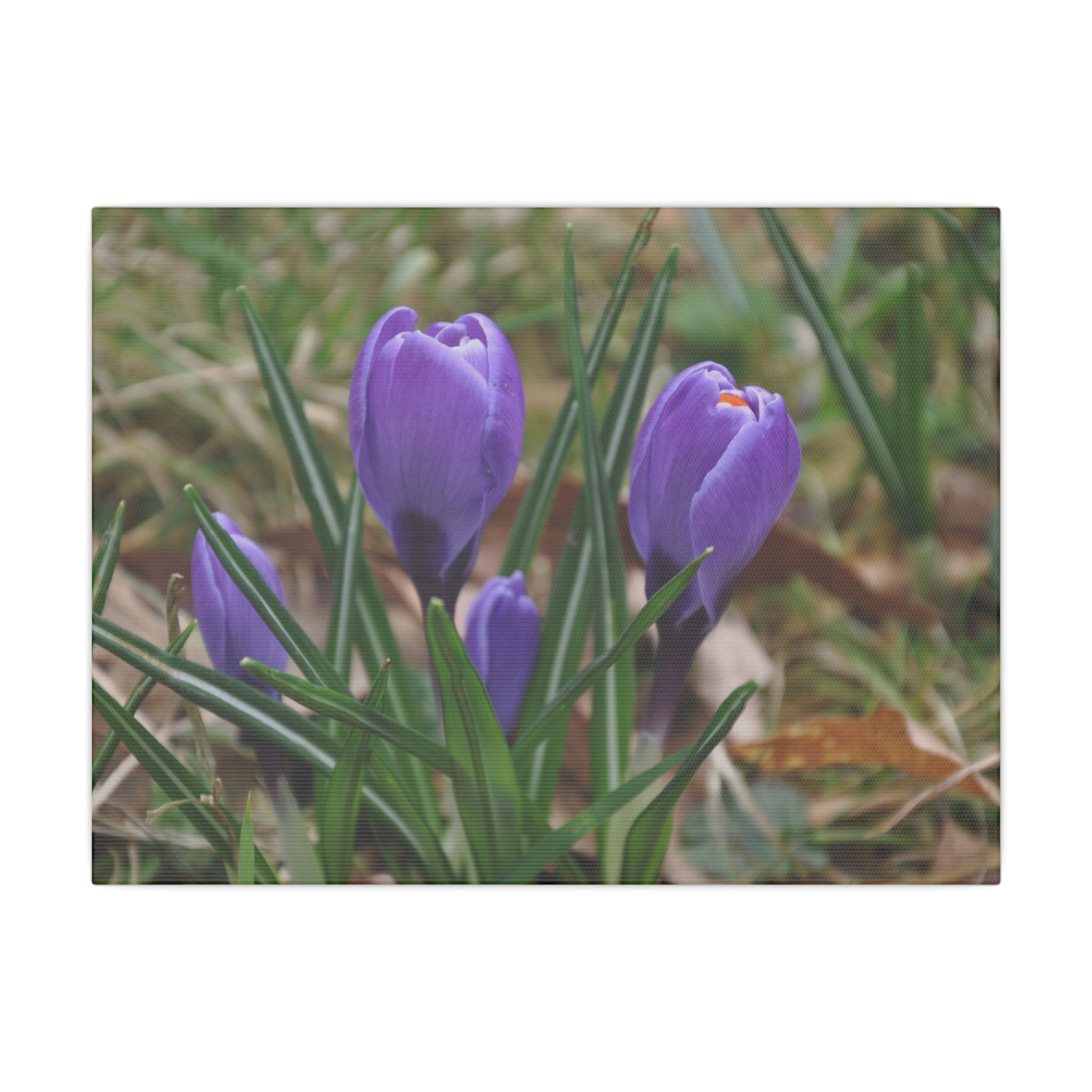 Cluster Of Purple Crocuses Close Up Canvas - The Trio Synergize Group