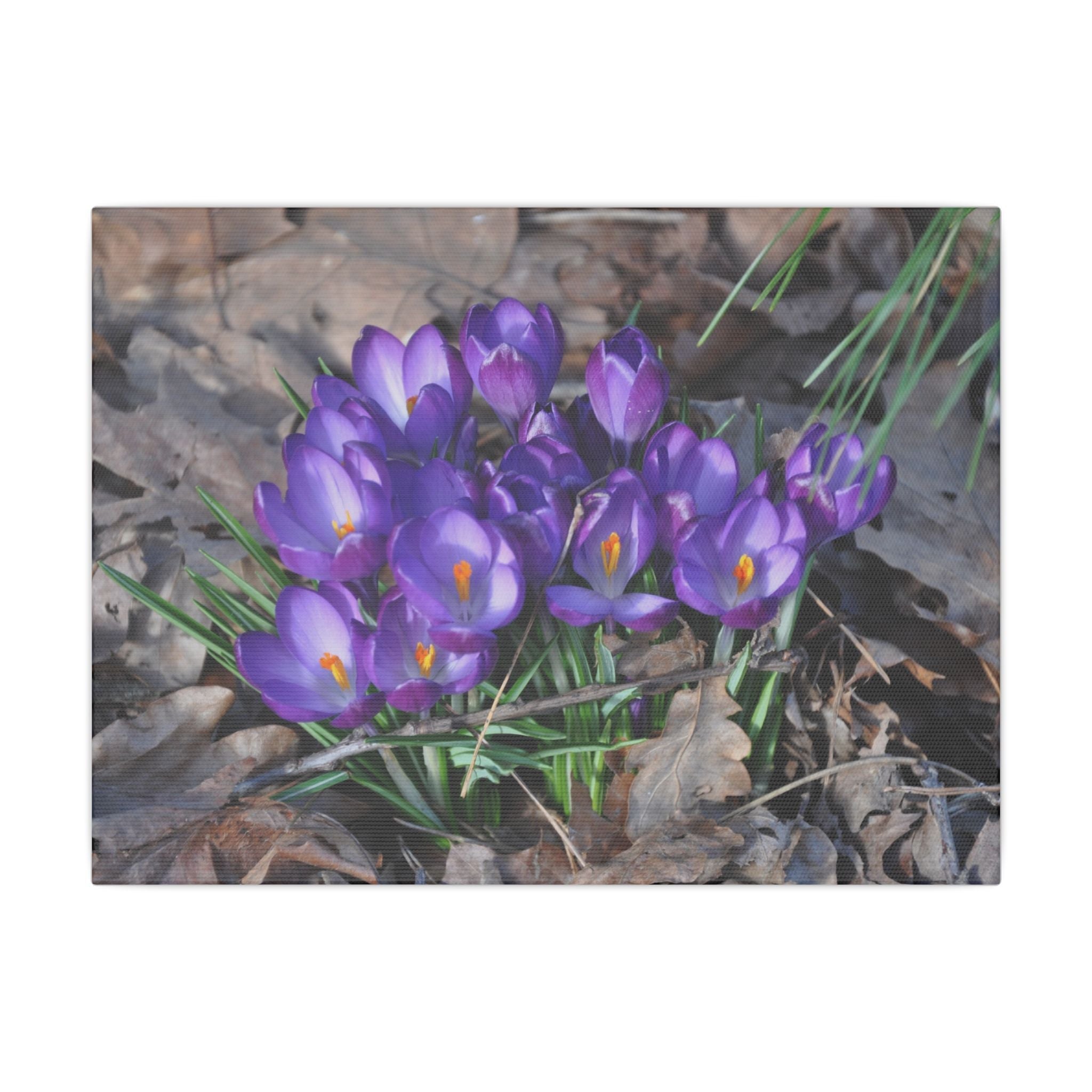 Cluster Of Purple Crocuses With Dead Leaves Close Up Canvas - The Trio Synergize Group