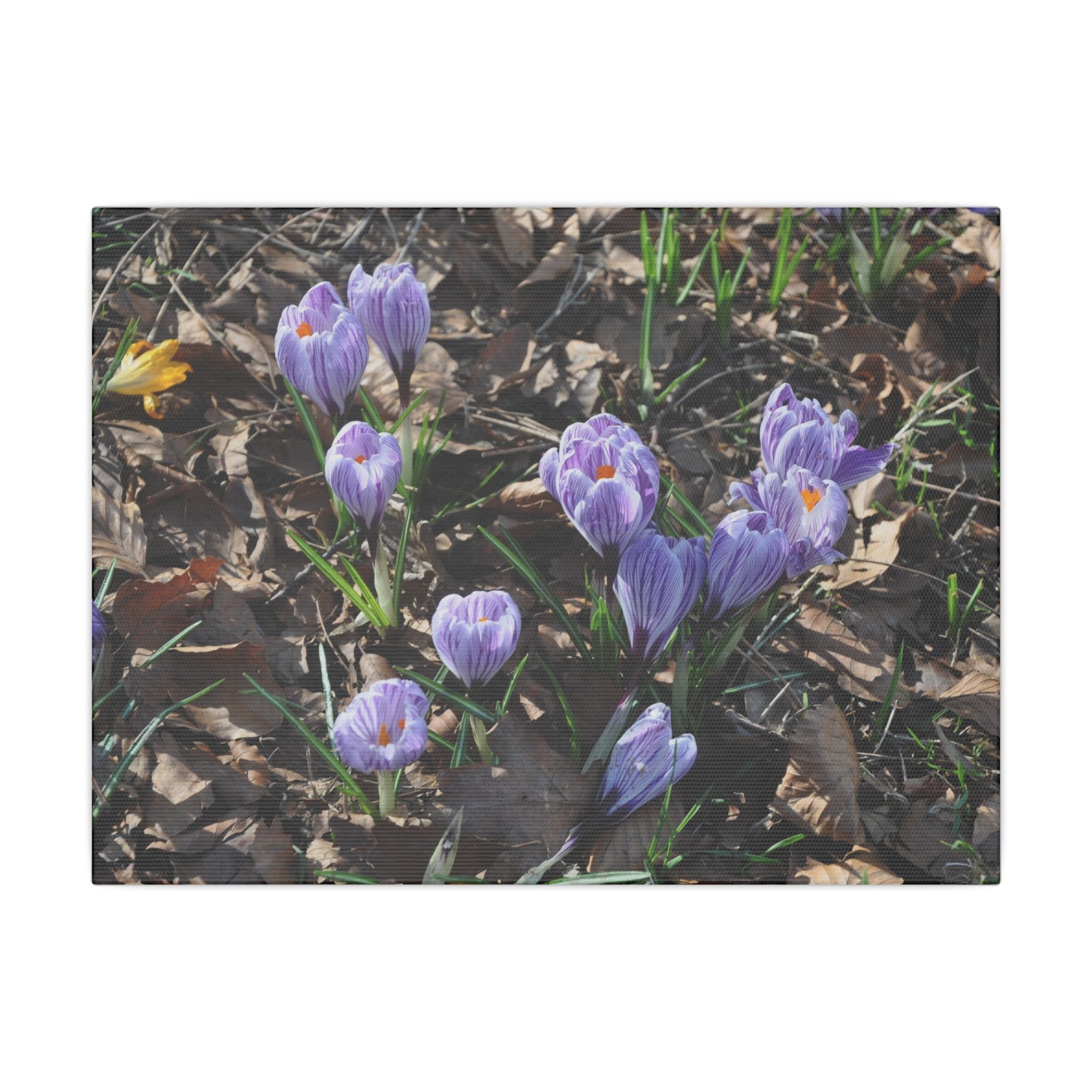 White/Purple Crocuses Amongst Dead Leaves Canvas - The Trio Synergize Group