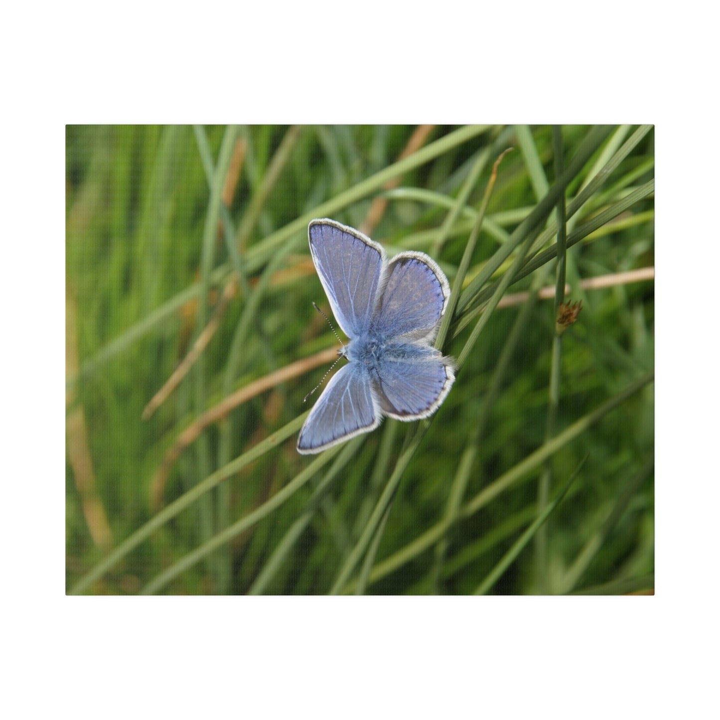 Common Blue Butterfly, Matte Canvas, Stretched, 0.75" - The Trio Synergize Group