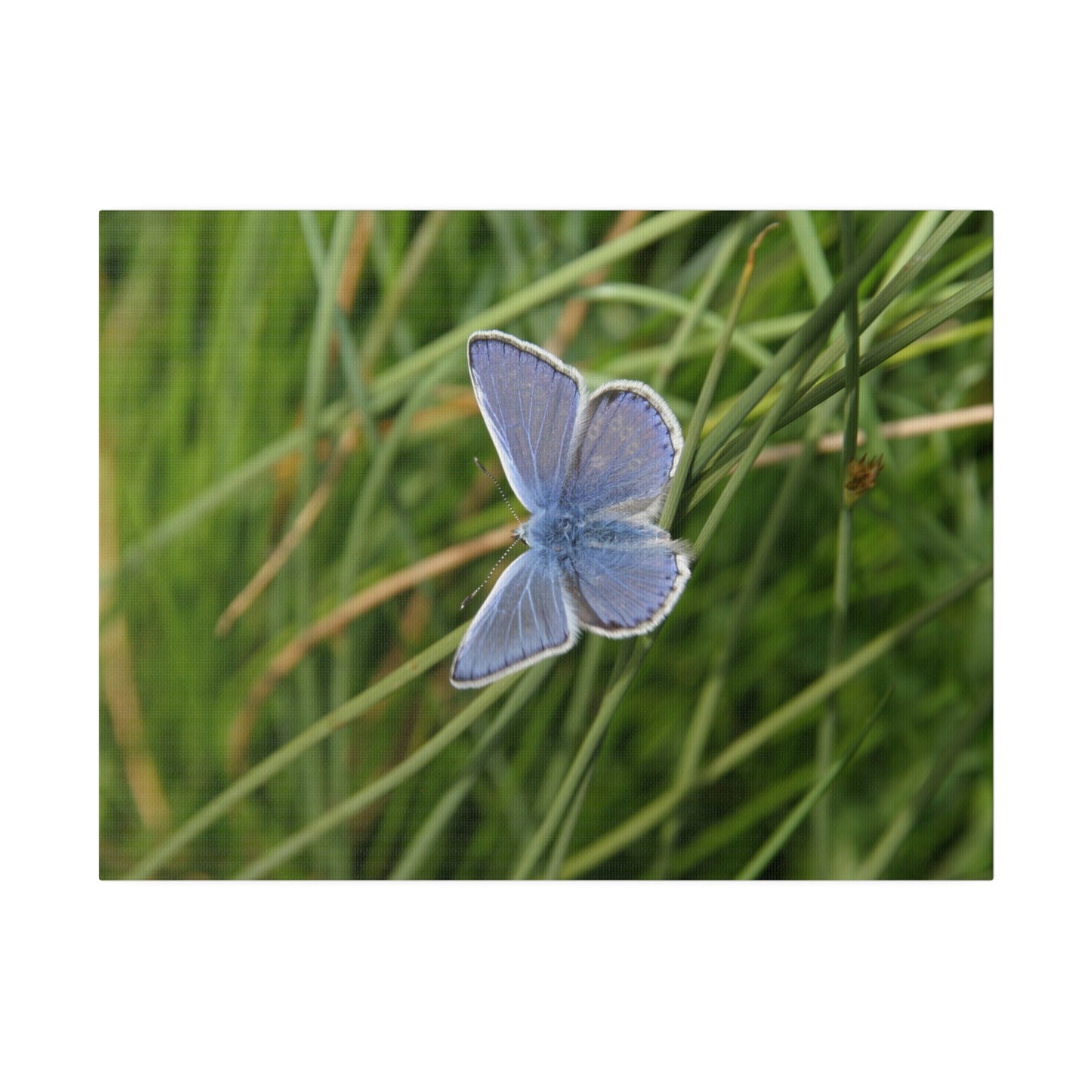 Common Blue Butterfly, Matte Canvas, Stretched, 0.75" - The Trio Synergize Group