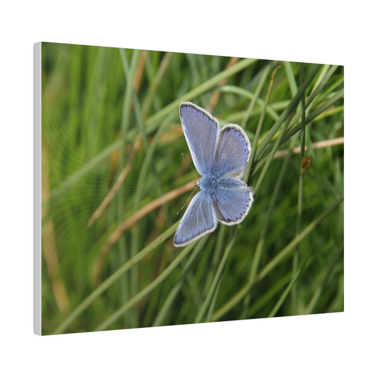 Common Blue Butterfly, Matte Canvas, Stretched, 0.75" - The Trio Synergize Group