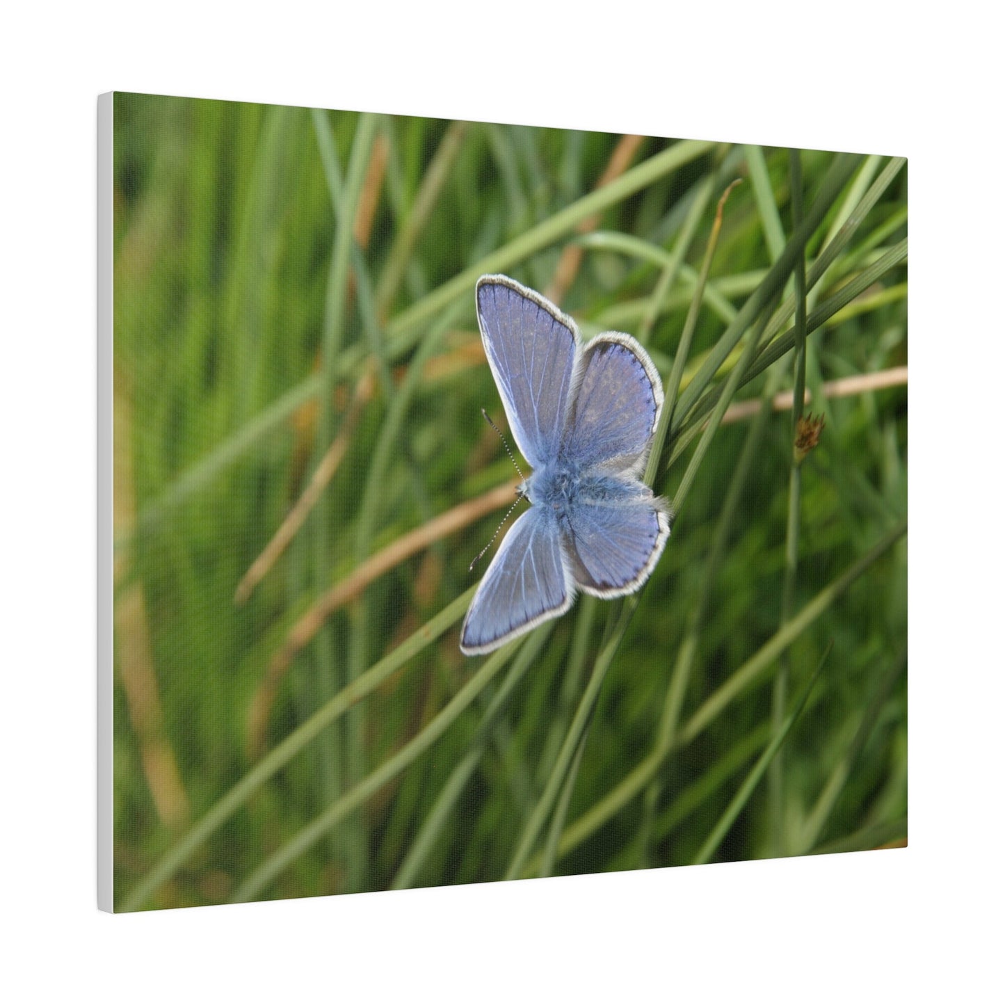 Common Blue Butterfly, Matte Canvas, Stretched, 0.75" - The Trio Synergize Group