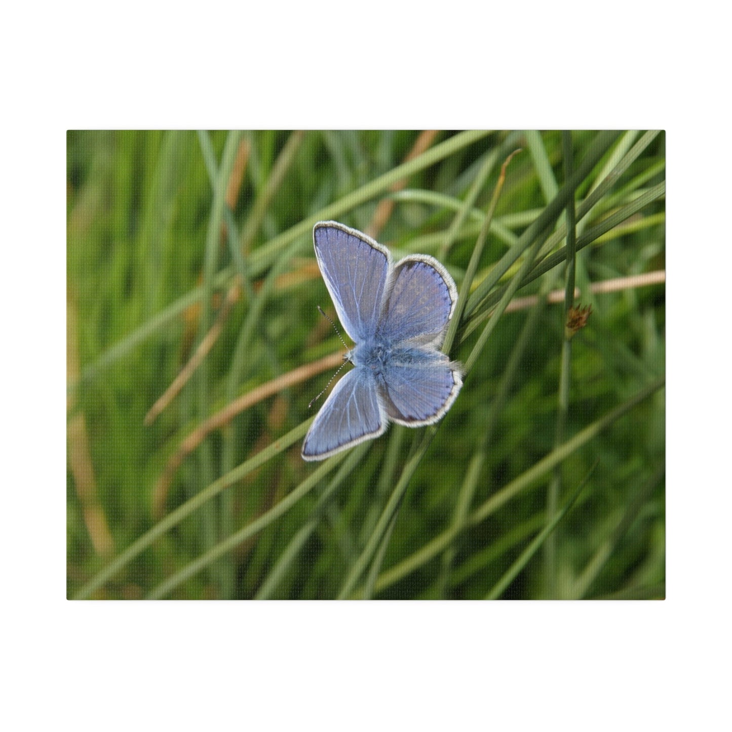 Common Blue Butterfly, Matte Canvas, Stretched, 0.75" - The Trio Synergize Group