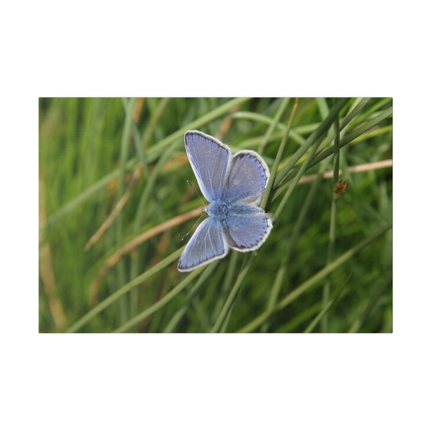 Common Blue Butterfly, Matte Canvas, Stretched, 0.75" - The Trio Synergize Group