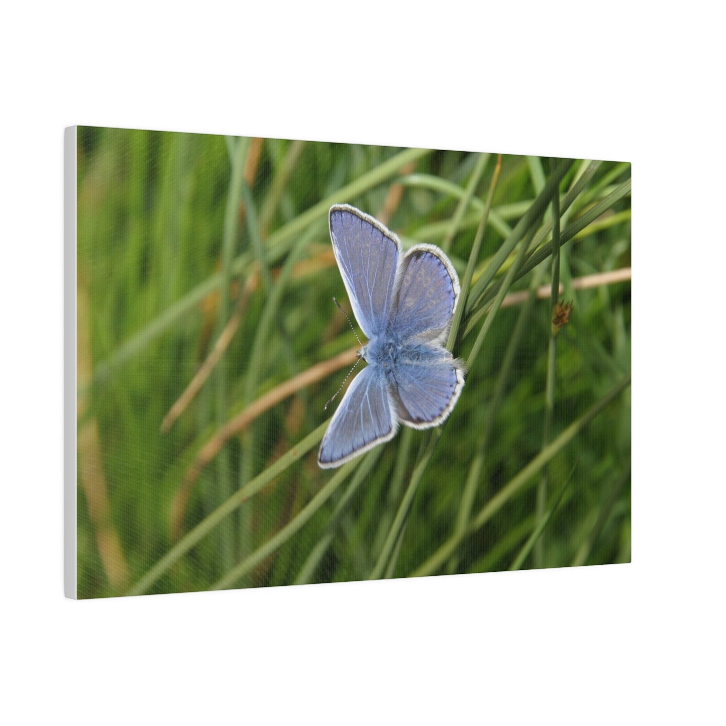 Common Blue Butterfly, Matte Canvas, Stretched, 0.75" - The Trio Synergize Group