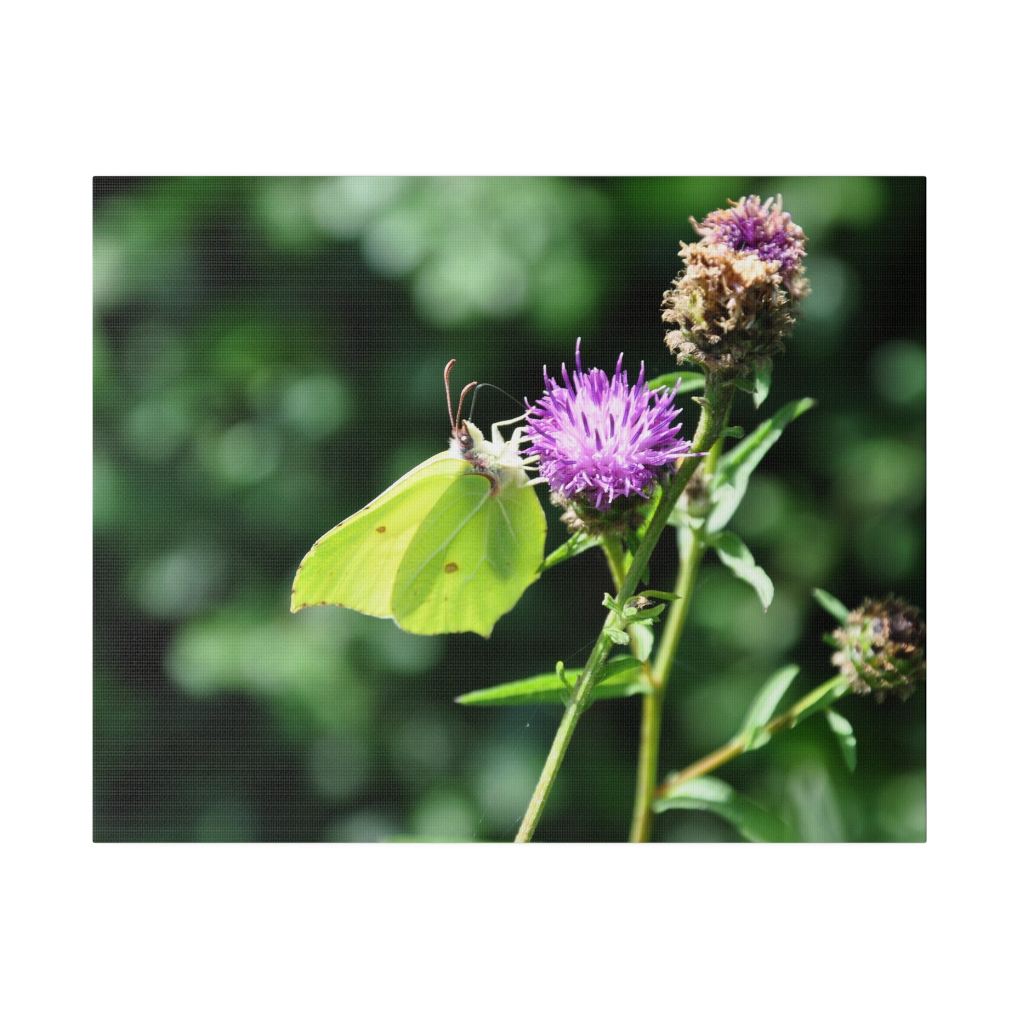 Common Brimstone Butterfly On A Flower Canvas - The Trio Synergize Group