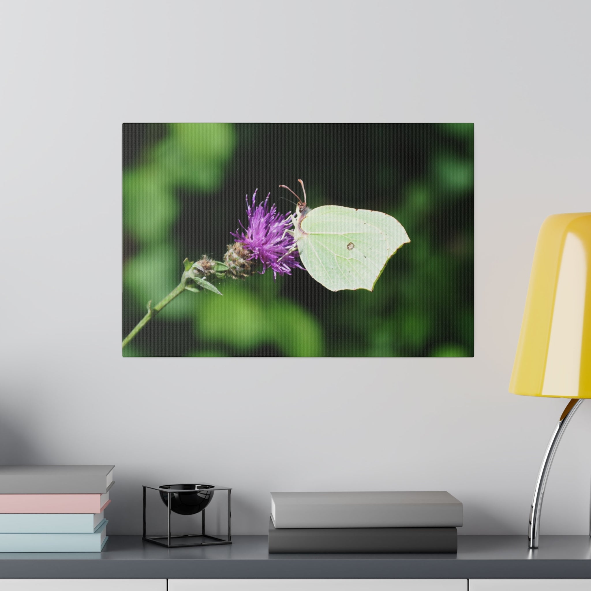 Common Brimstone Butterfly On A Flower From The Right Canvas - The Trio Synergize Group
