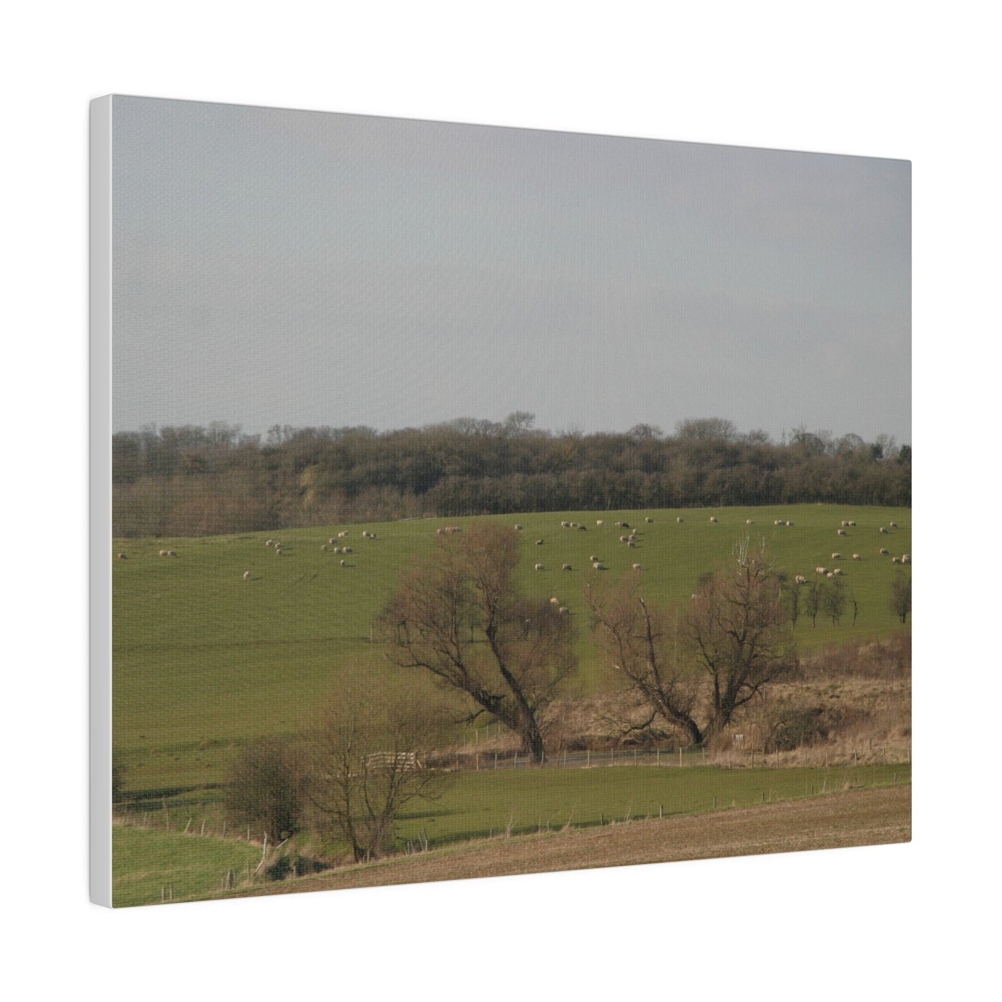 Countryside Landscape, with Sheep, Matte Canvas, Stretched, 0.75" - The Trio Synergize Group