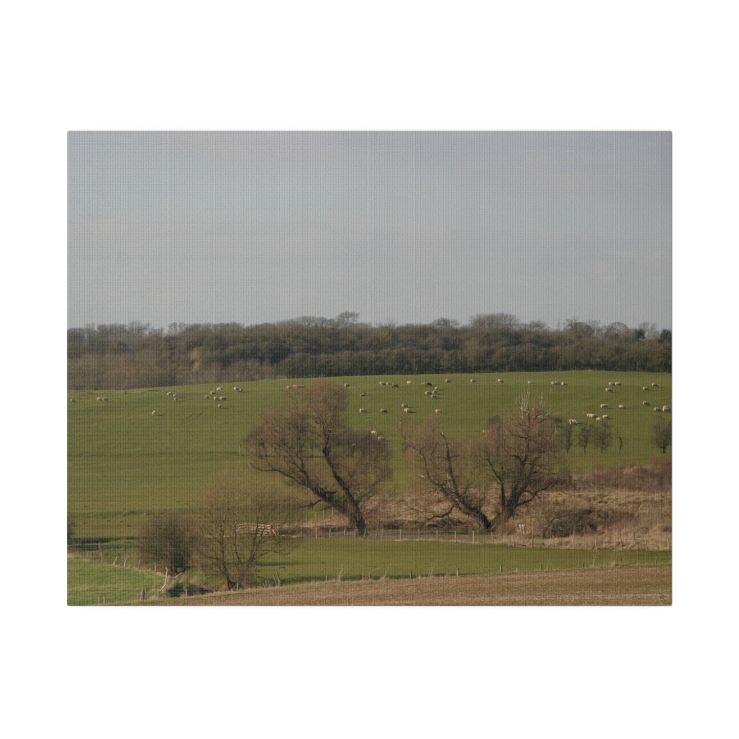 Countryside Landscape, with Sheep, Matte Canvas, Stretched, 0.75" - The Trio Synergize Group