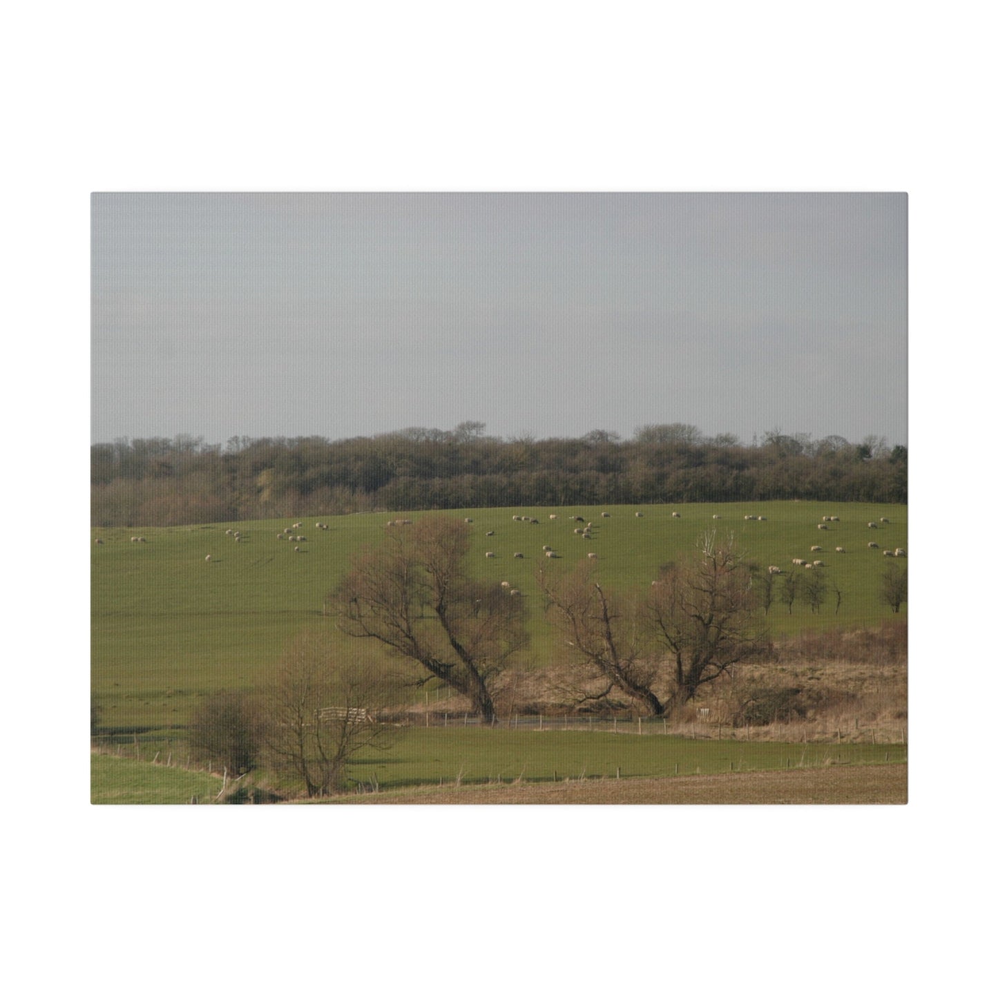Countryside Landscape, with Sheep, Matte Canvas, Stretched, 0.75" - The Trio Synergize Group