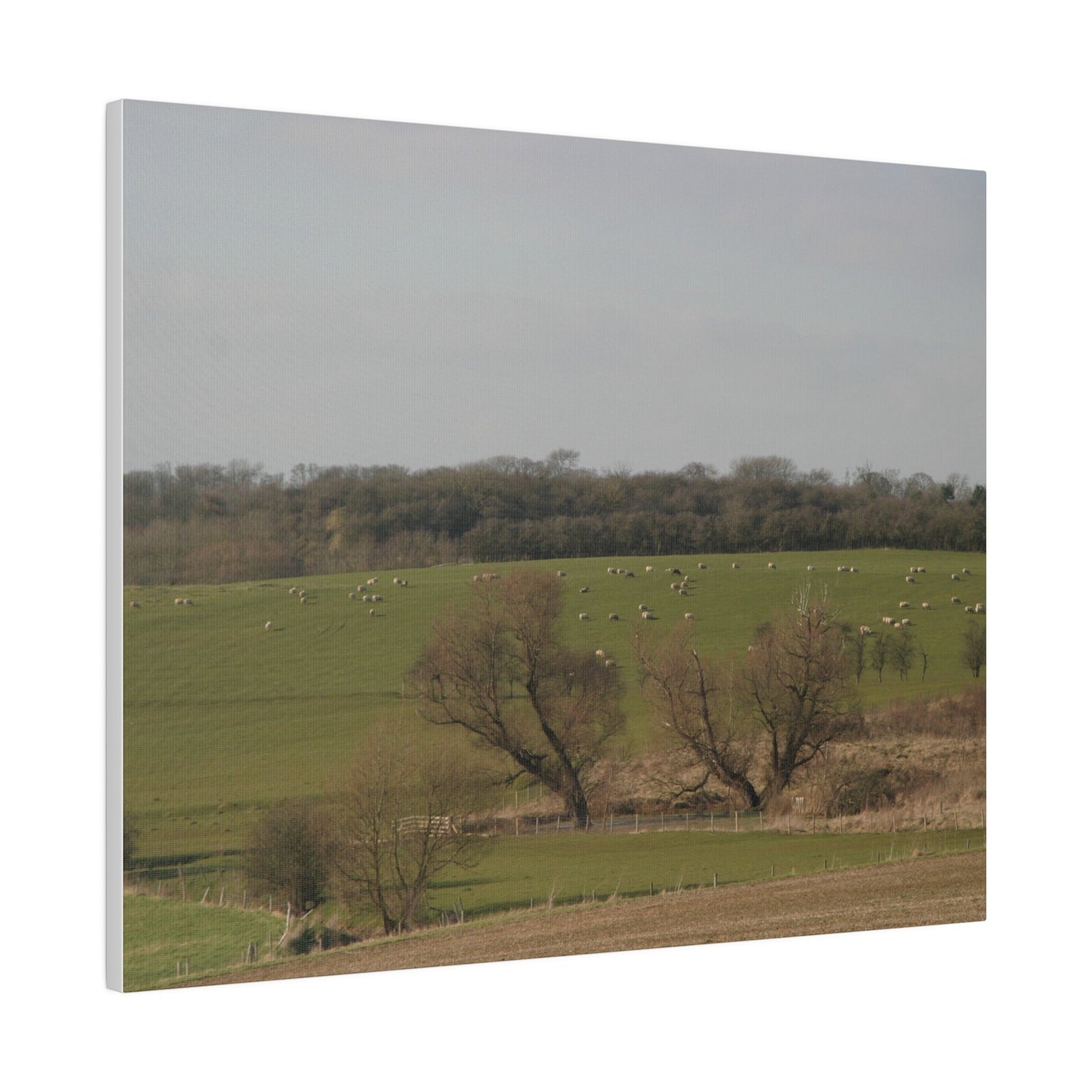 Countryside Landscape, with Sheep, Matte Canvas, Stretched, 0.75" - The Trio Synergize Group