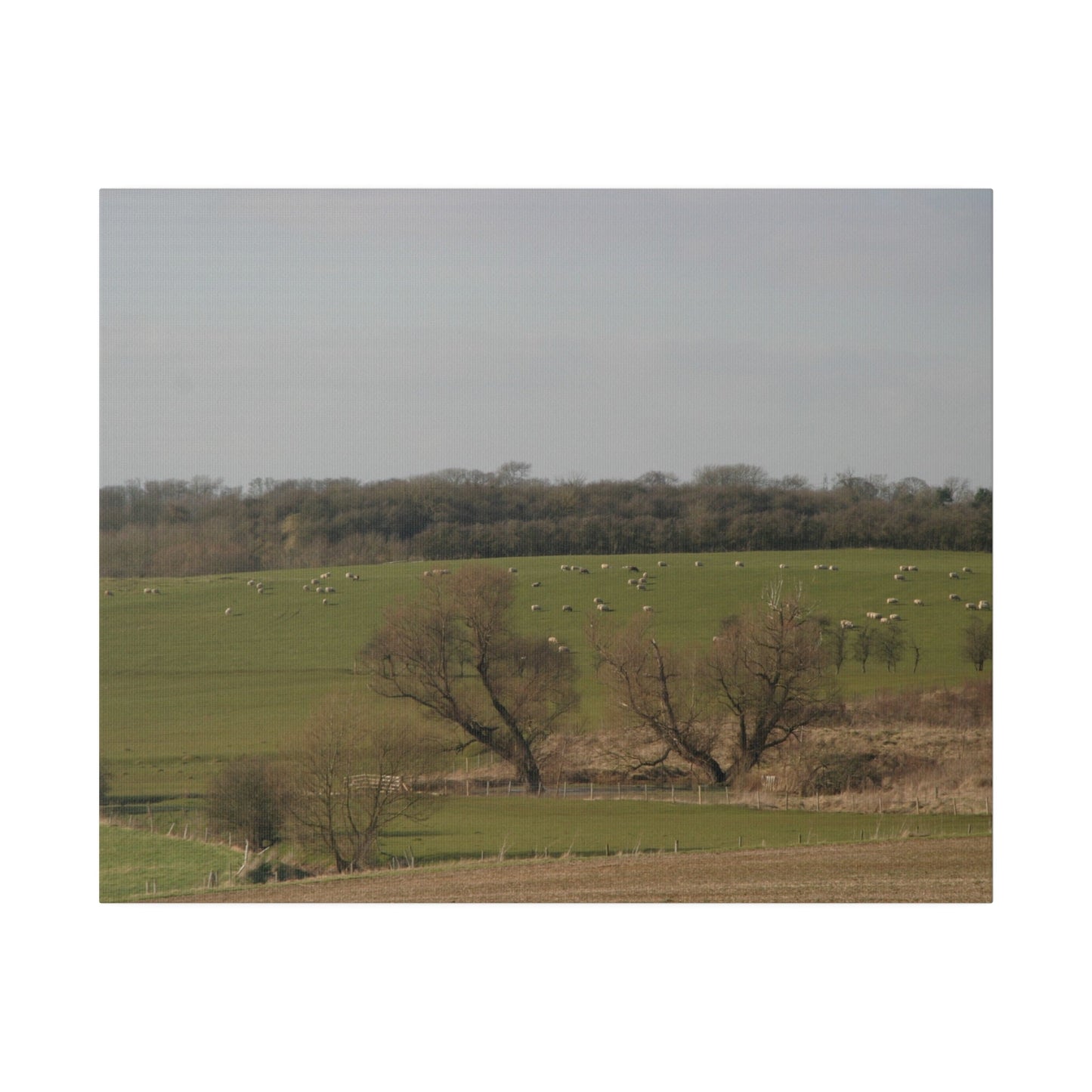 Countryside Landscape, with Sheep, Matte Canvas, Stretched, 0.75" - The Trio Synergize Group