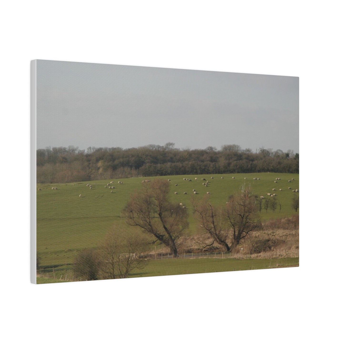 Countryside Landscape, with Sheep, Matte Canvas, Stretched, 0.75" - The Trio Synergize Group