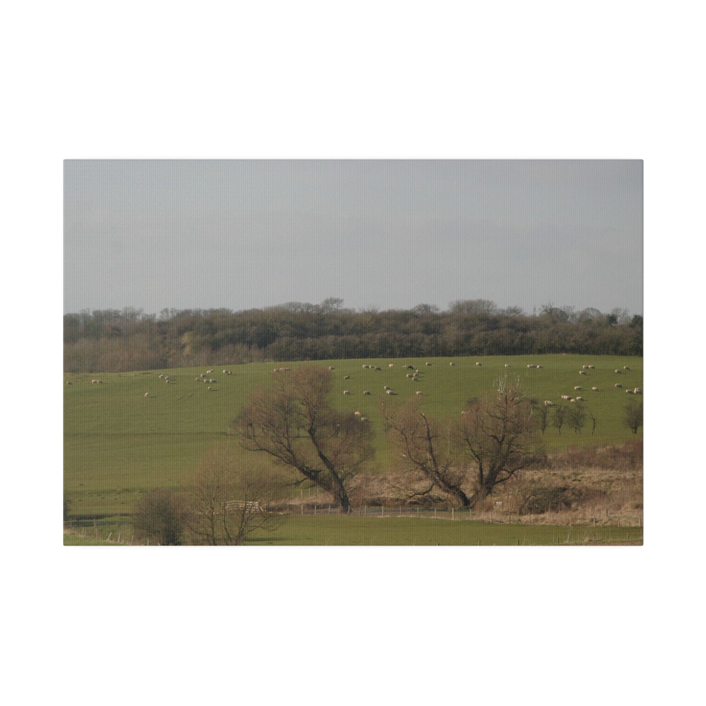 Countryside Landscape, with Sheep, Matte Canvas, Stretched, 0.75" - The Trio Synergize Group