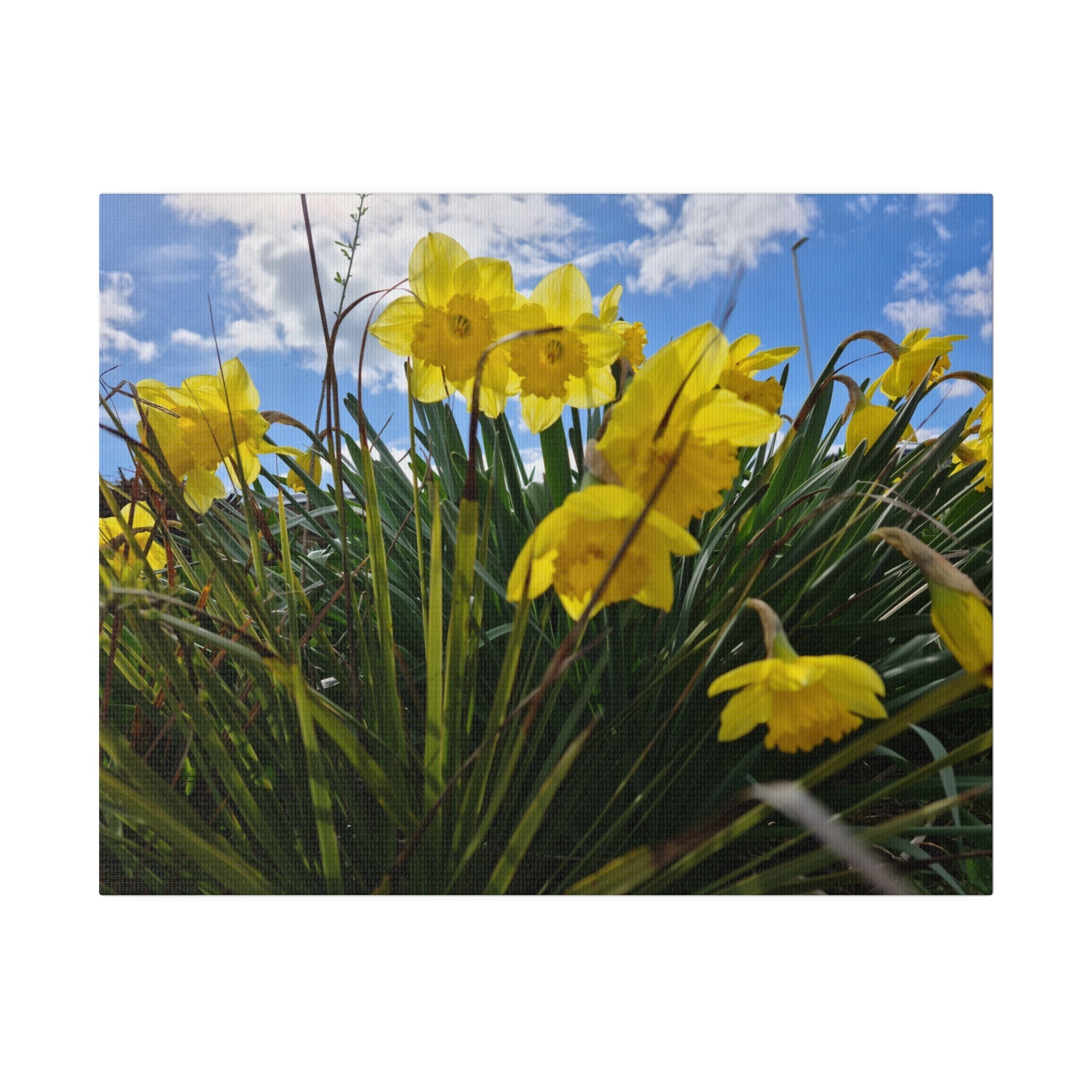 Cluster Of Yellow Daffodils With Sky Background Canvas - The Trio Synergize Group