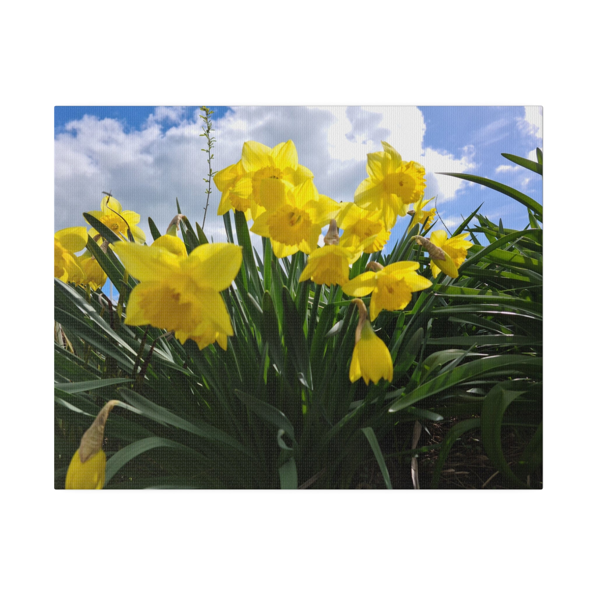 Cluster Of Yellow Daffodils With Clouds Canvas - The Trio Synergize Group