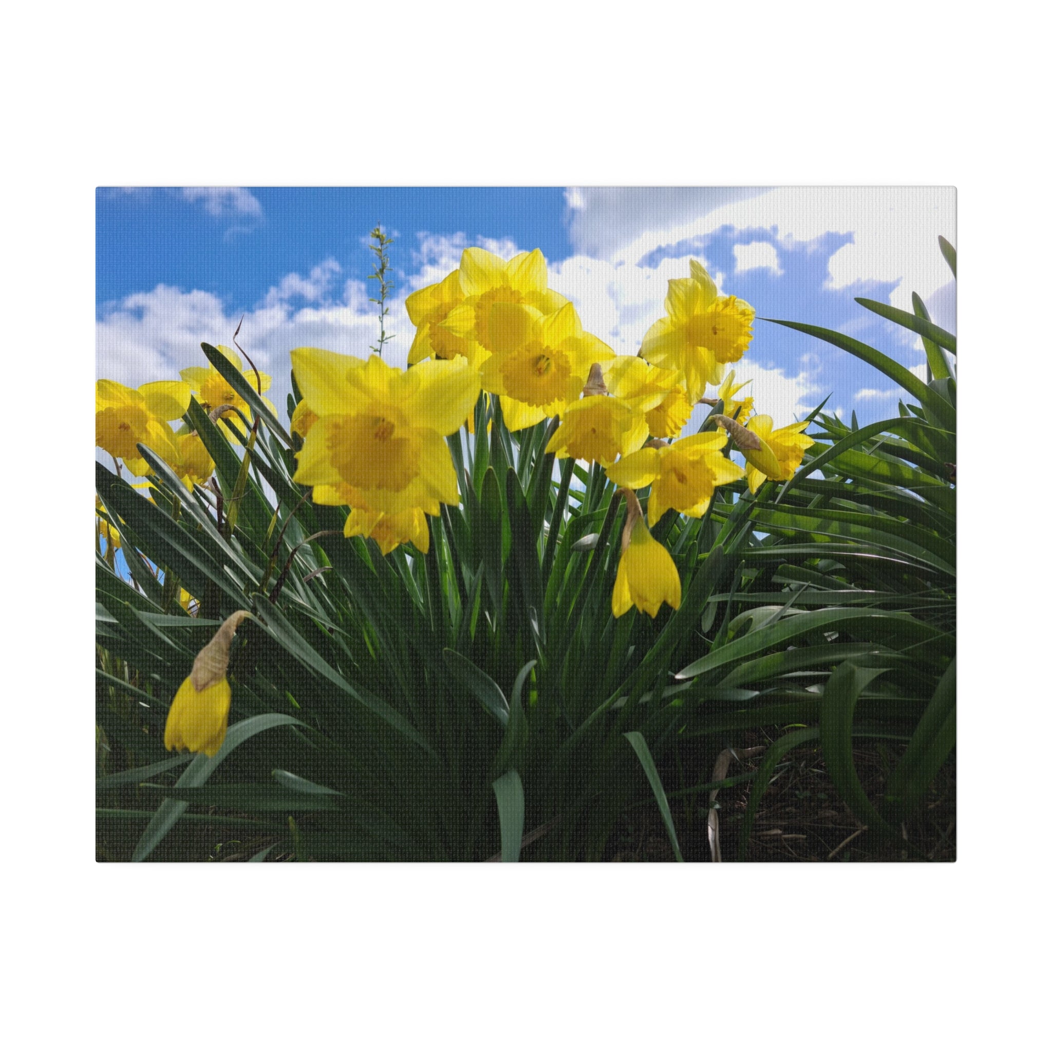 Yellow Daffodils Close Up With Blue Sky And Clouds Canvas - The Trio Synergize Group